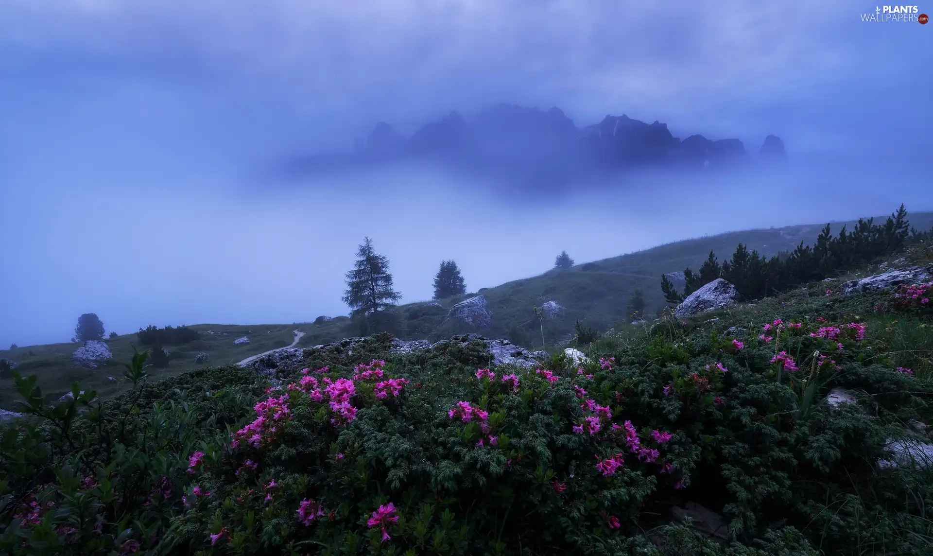 Val Gardena Valley, Fog, Rhododendron, rocks, Dolomites, Italy, viewes, Mountains, trees