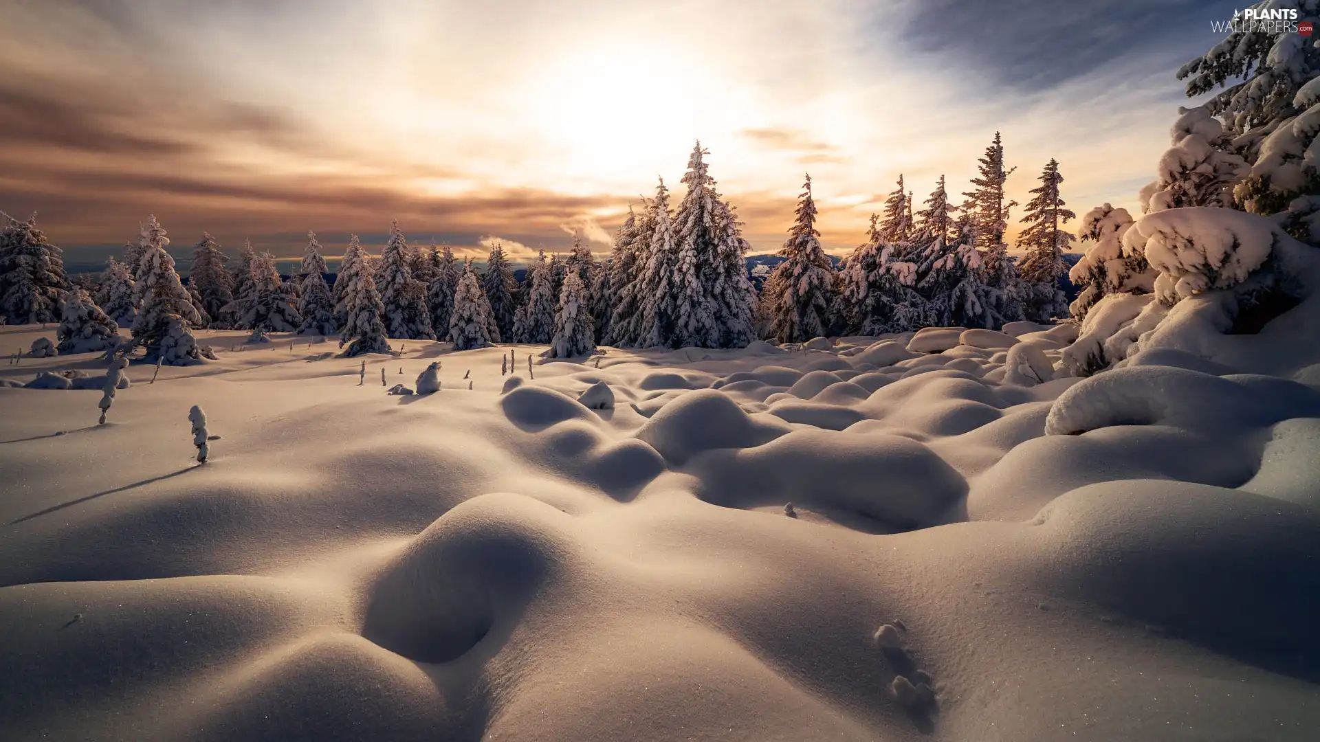 Snowy, forest, viewes, drifts, winter, trees, Sunrise