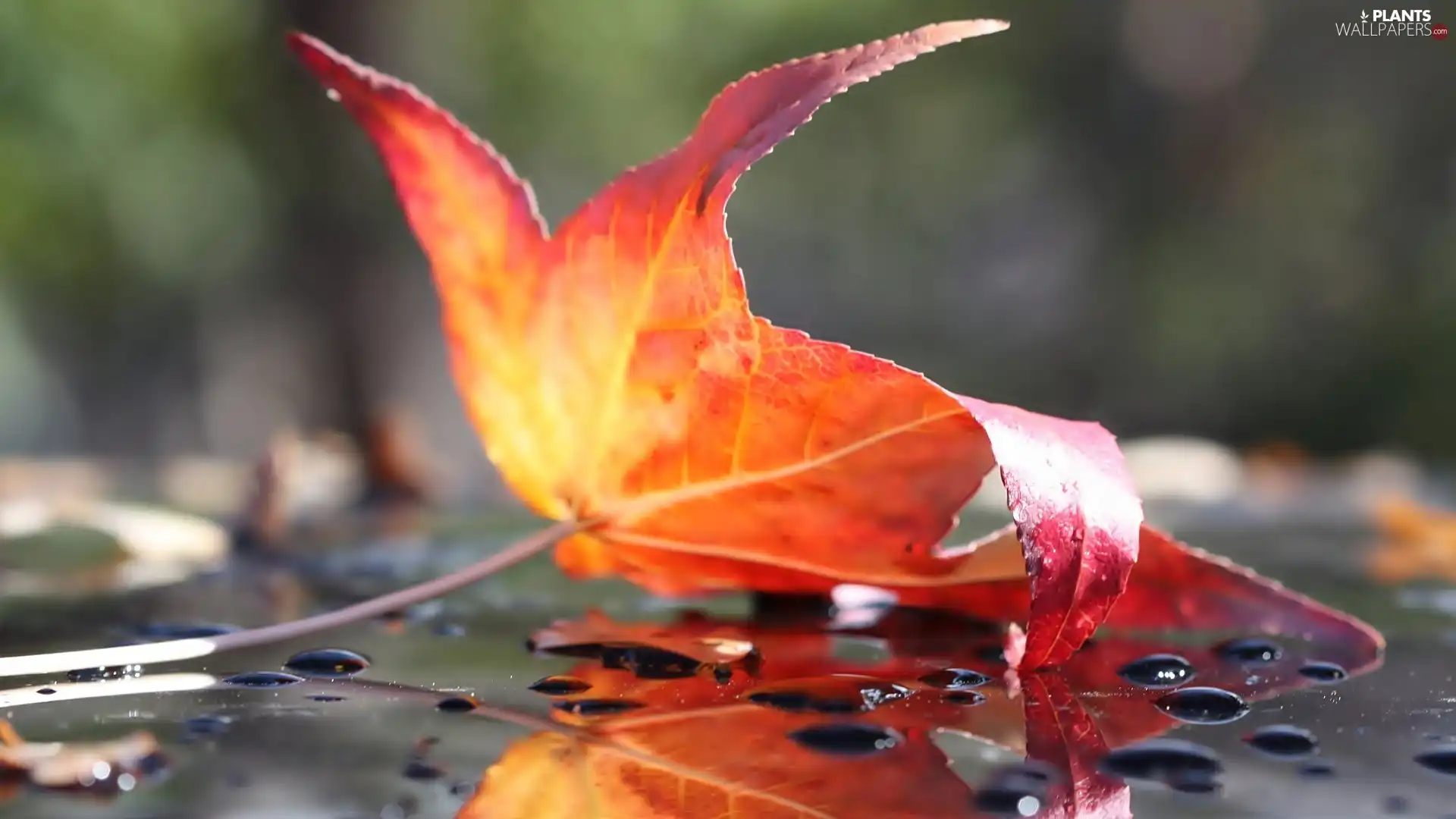 autumn, Rain, drops, leaf