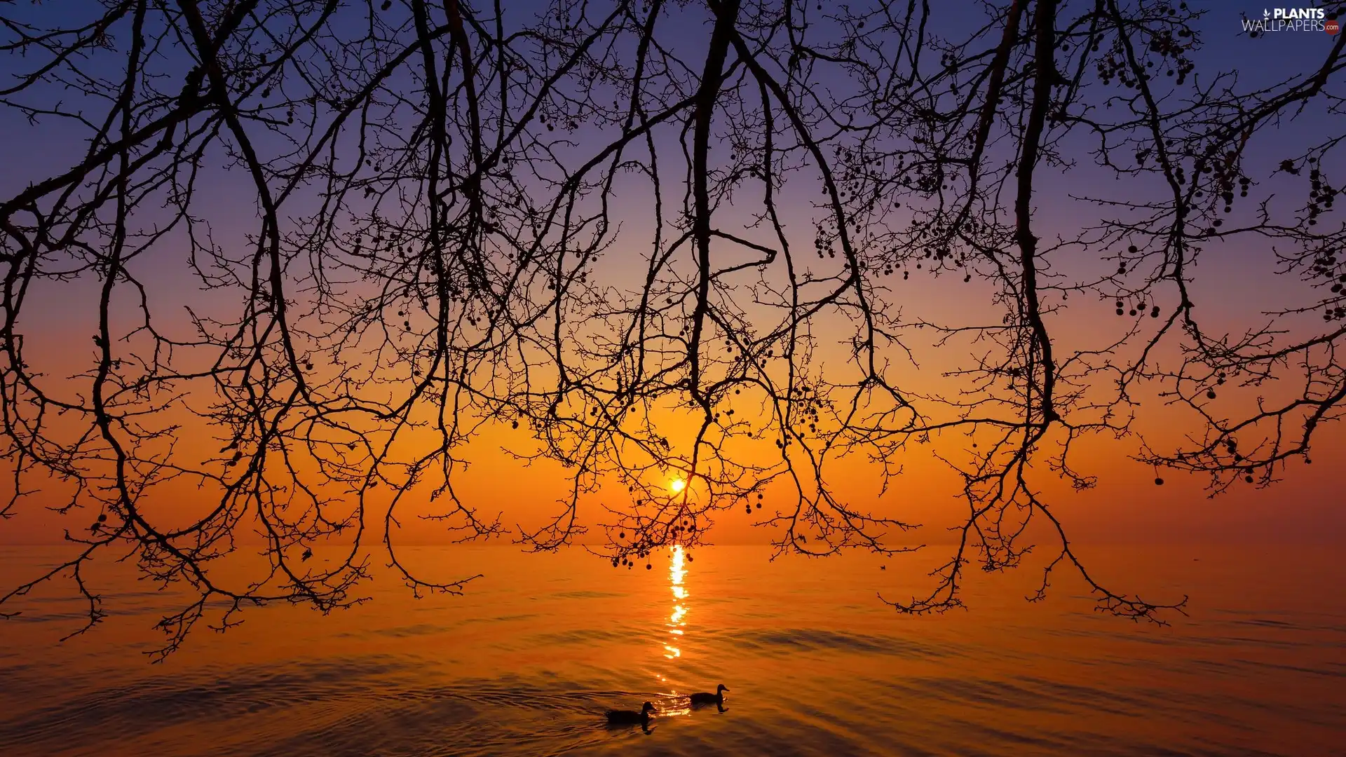 ducks, Great Sunsets, trees, viewes, branch pics, sea
