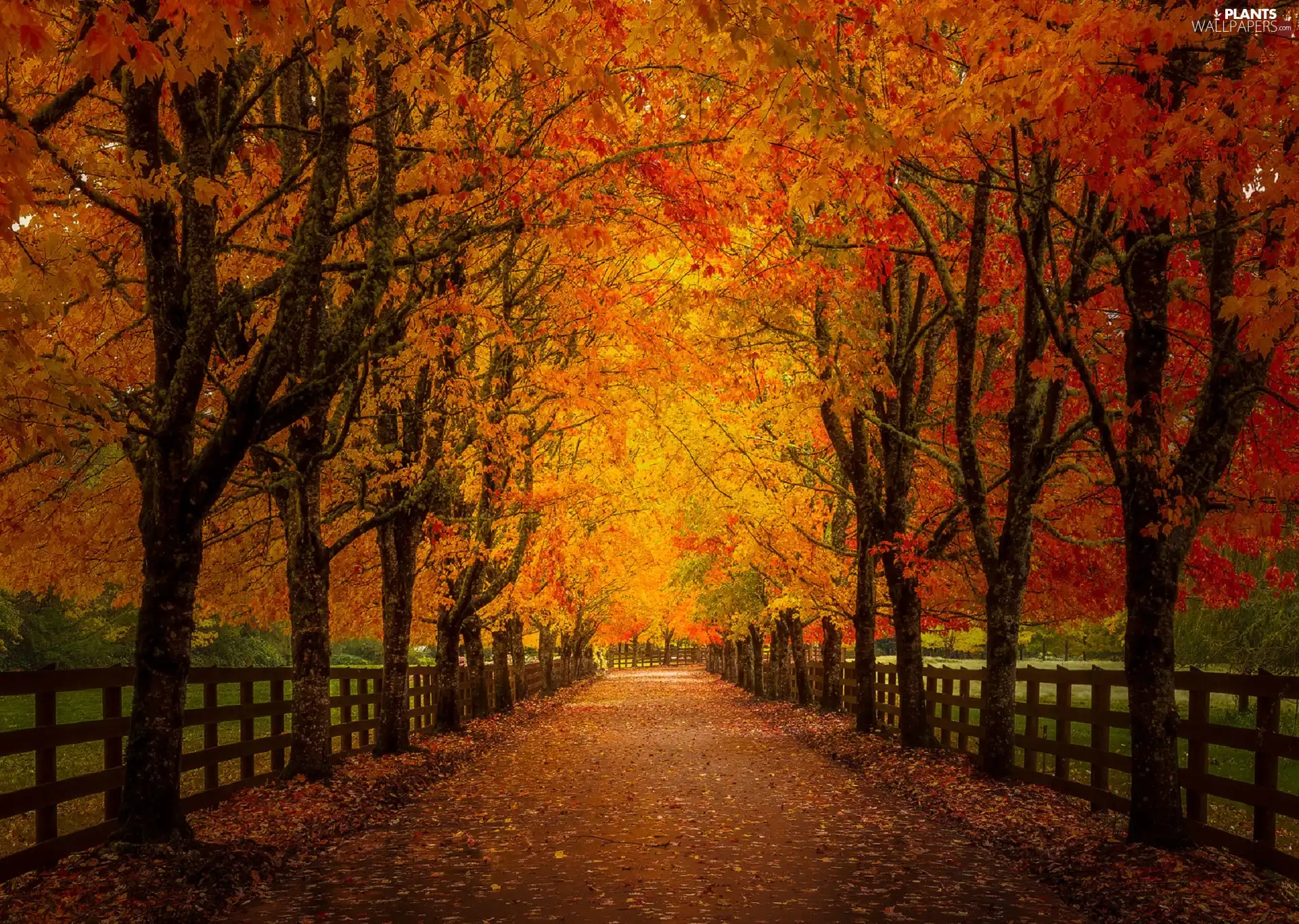 viewes, autumn, Park, fence, clones, trees