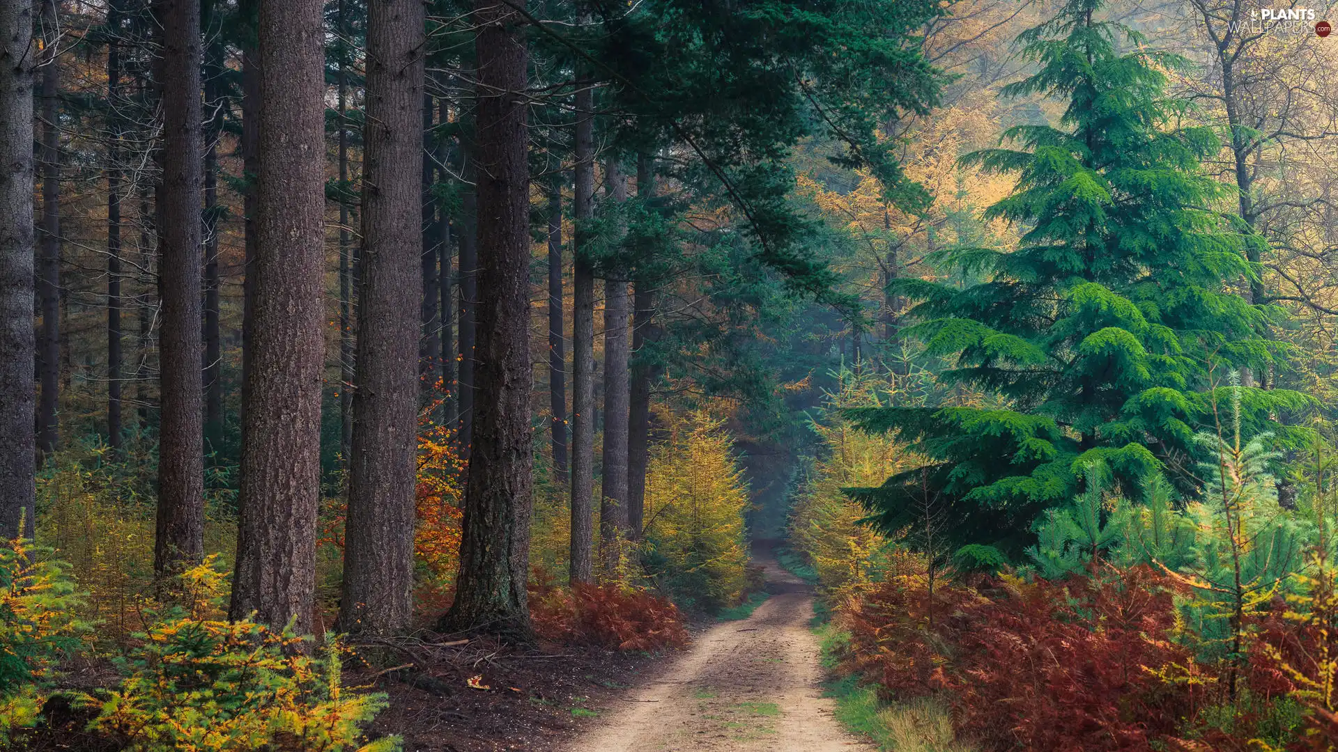 Way, autumn, trees, fern, forest, high, viewes