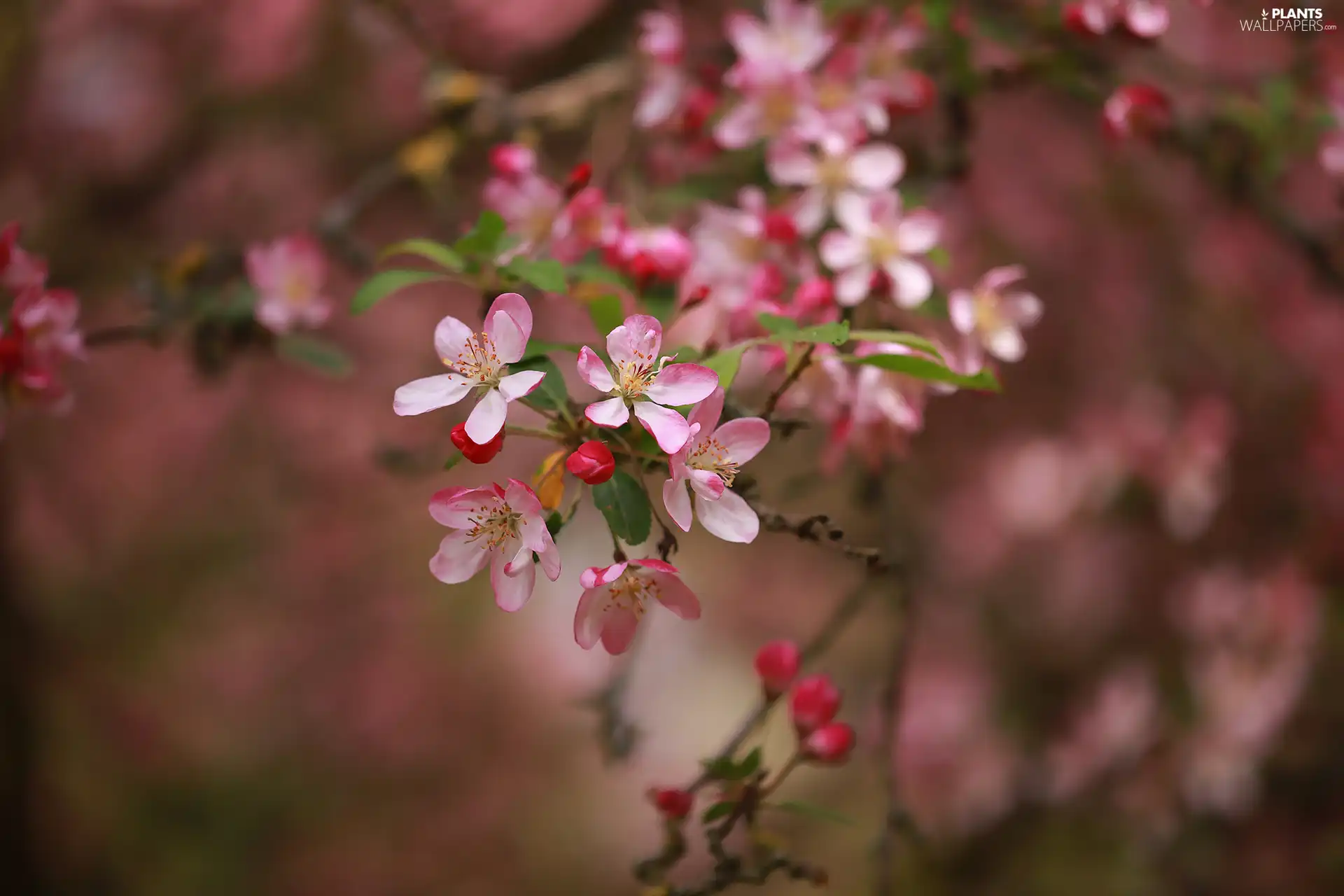 Flowers, twig, apple-tree, blurry background, Fruit Tree, Pink