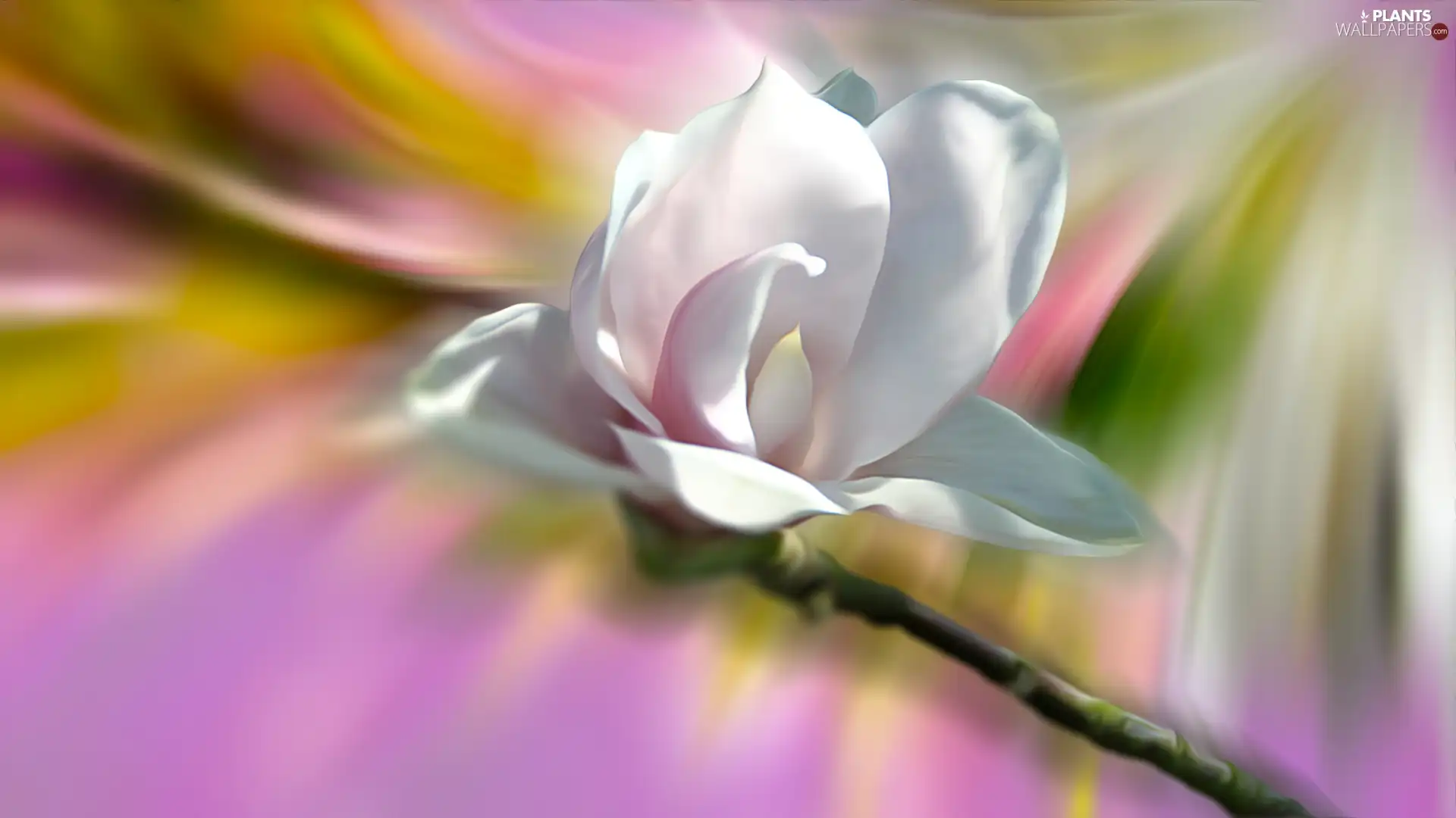 Colourfull Flowers, Magnolia, graphics, White