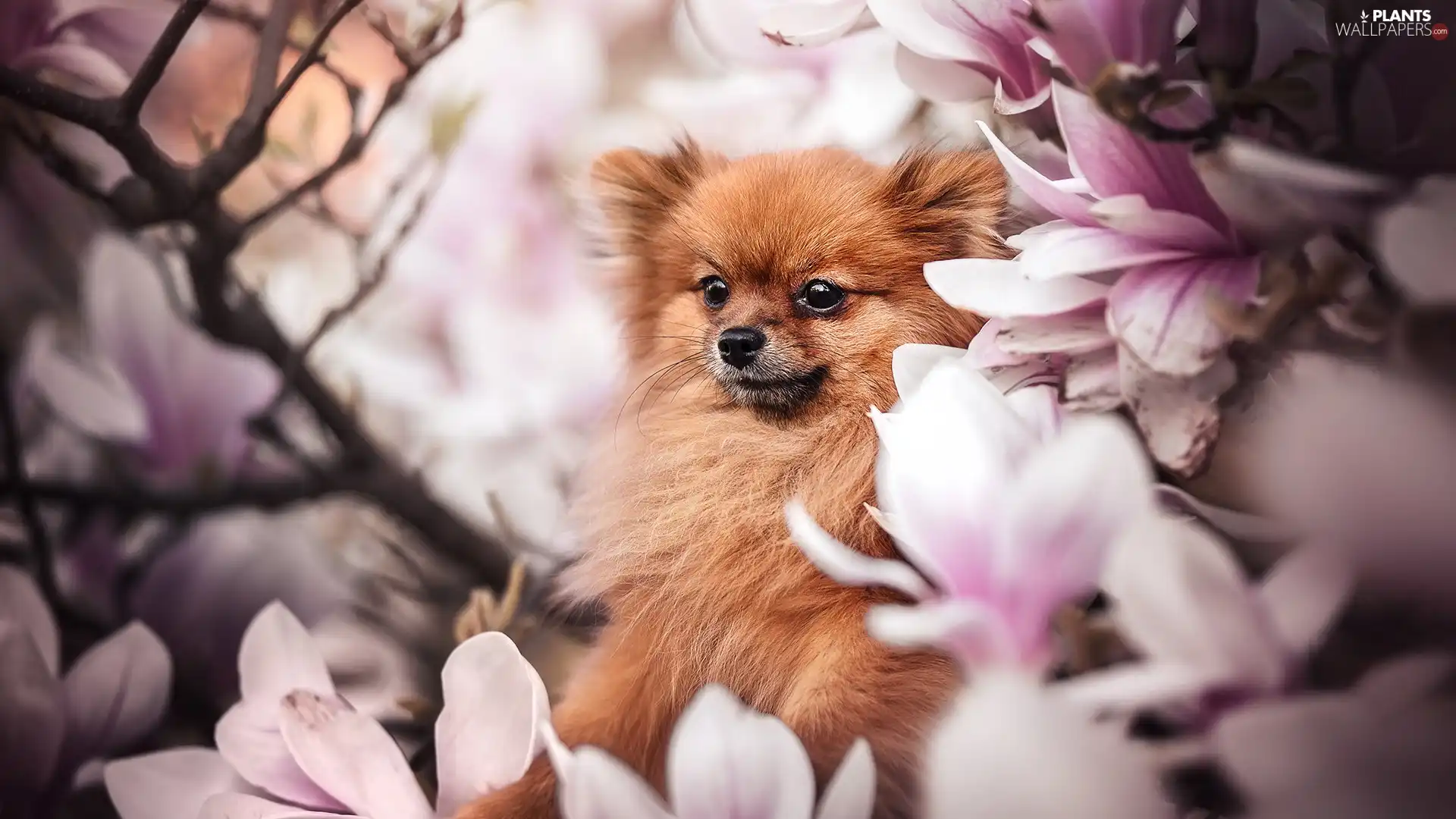 dog, Flowers, Magnolias, Toy Spitz