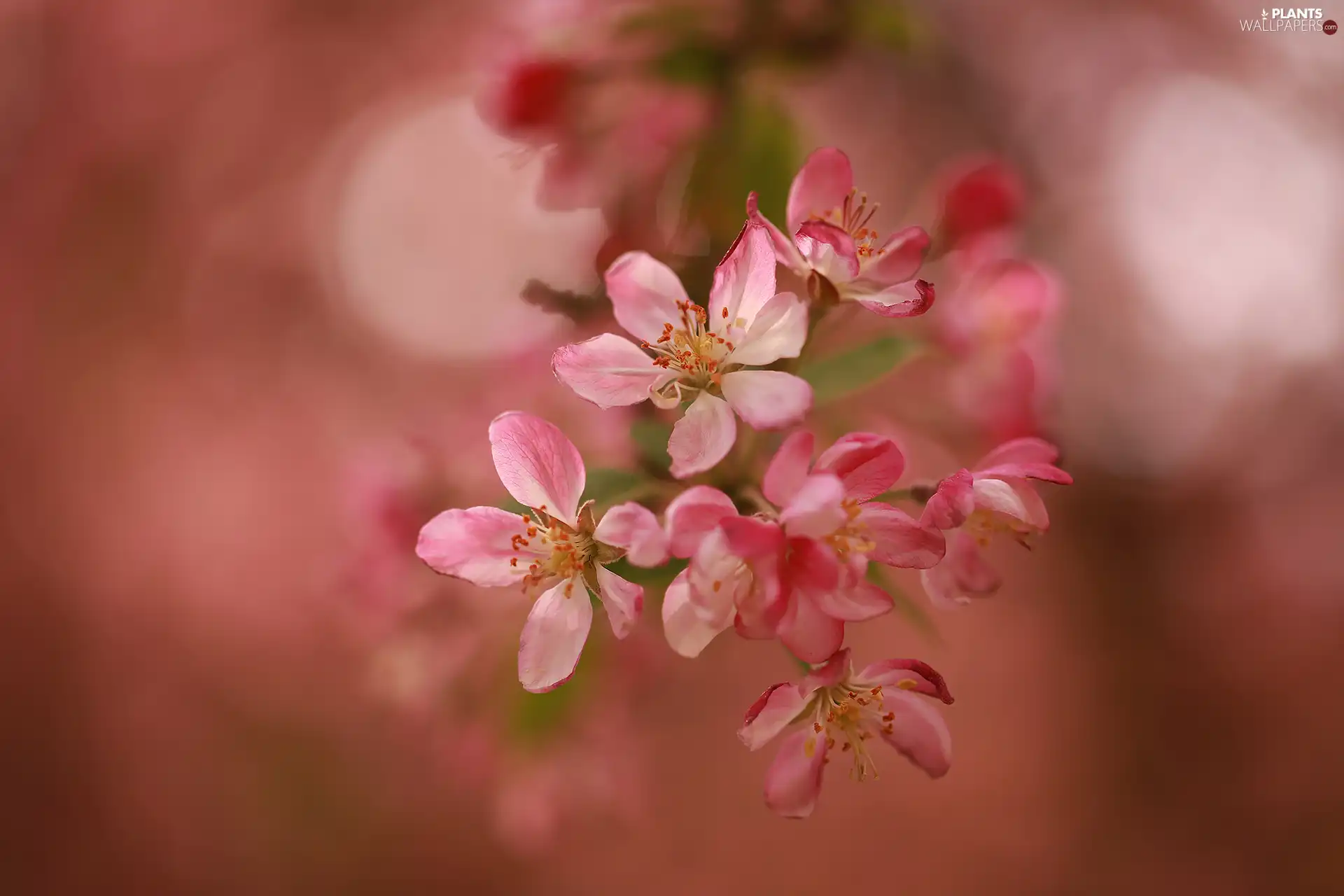 Fruit Tree, rapprochement, Flowers, apple-tree, Pink