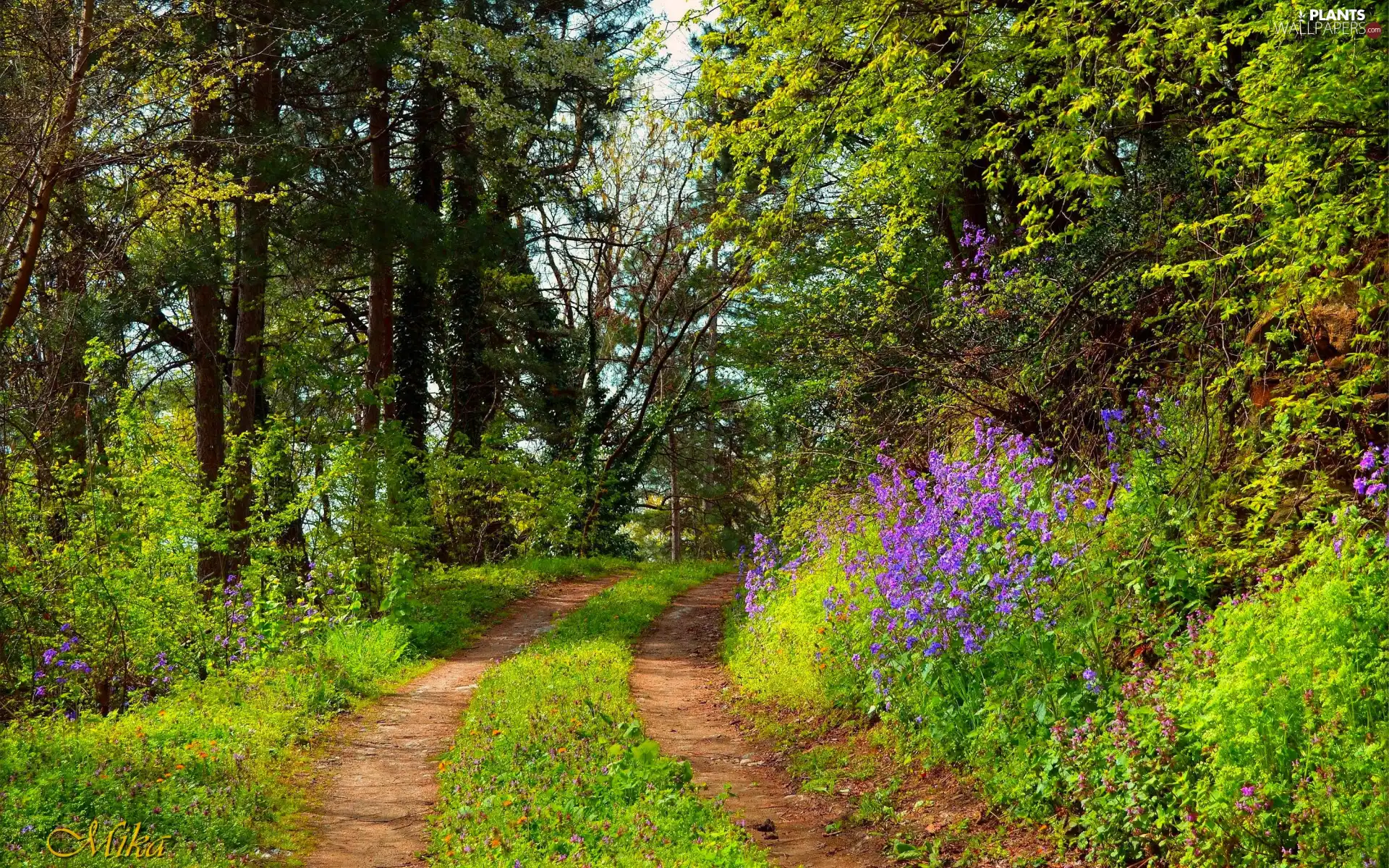 forest, trees, summer, viewes, VEGETATION, Path, Way, Flowers