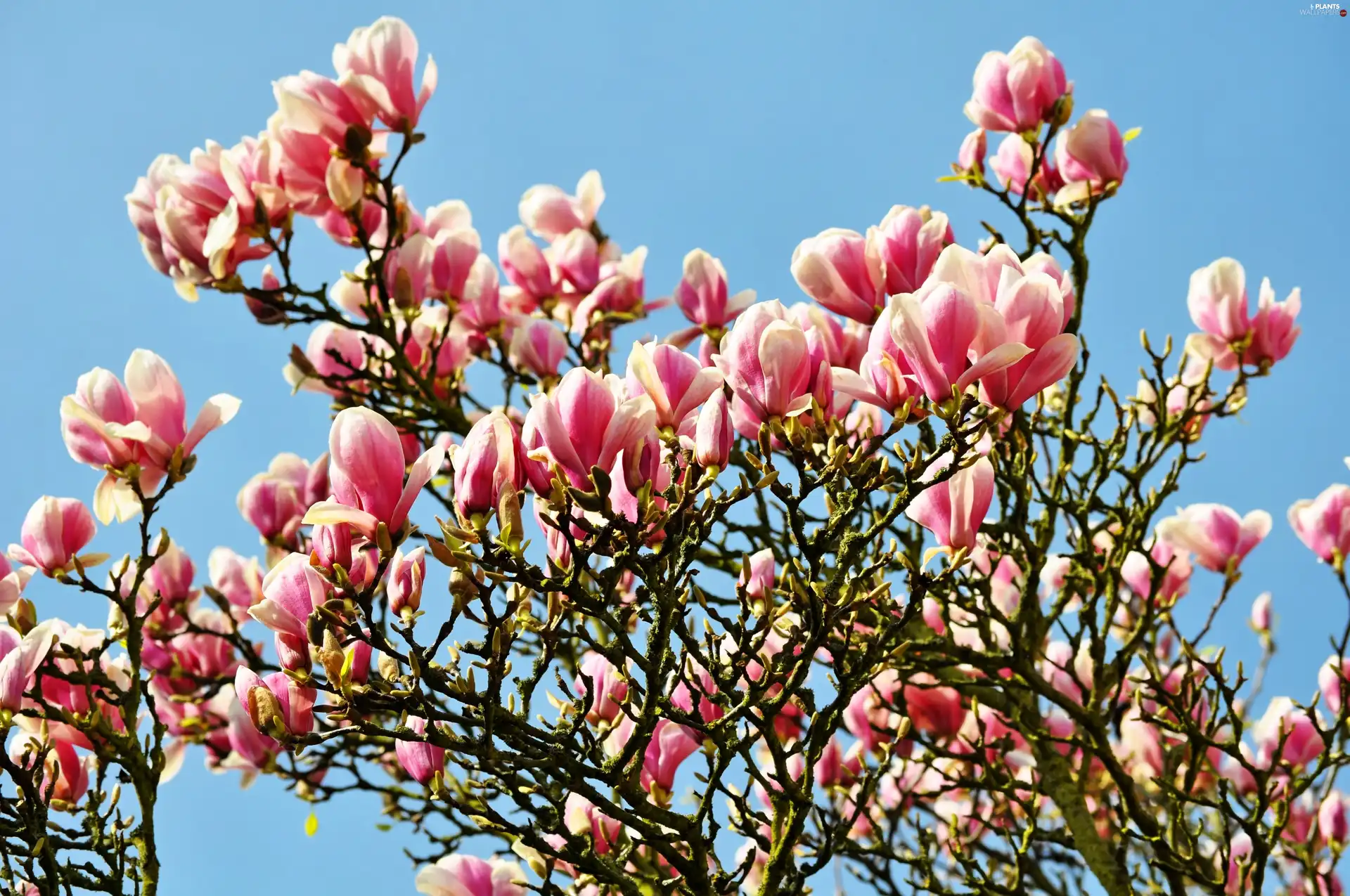 Flowers, Magnolias, trees