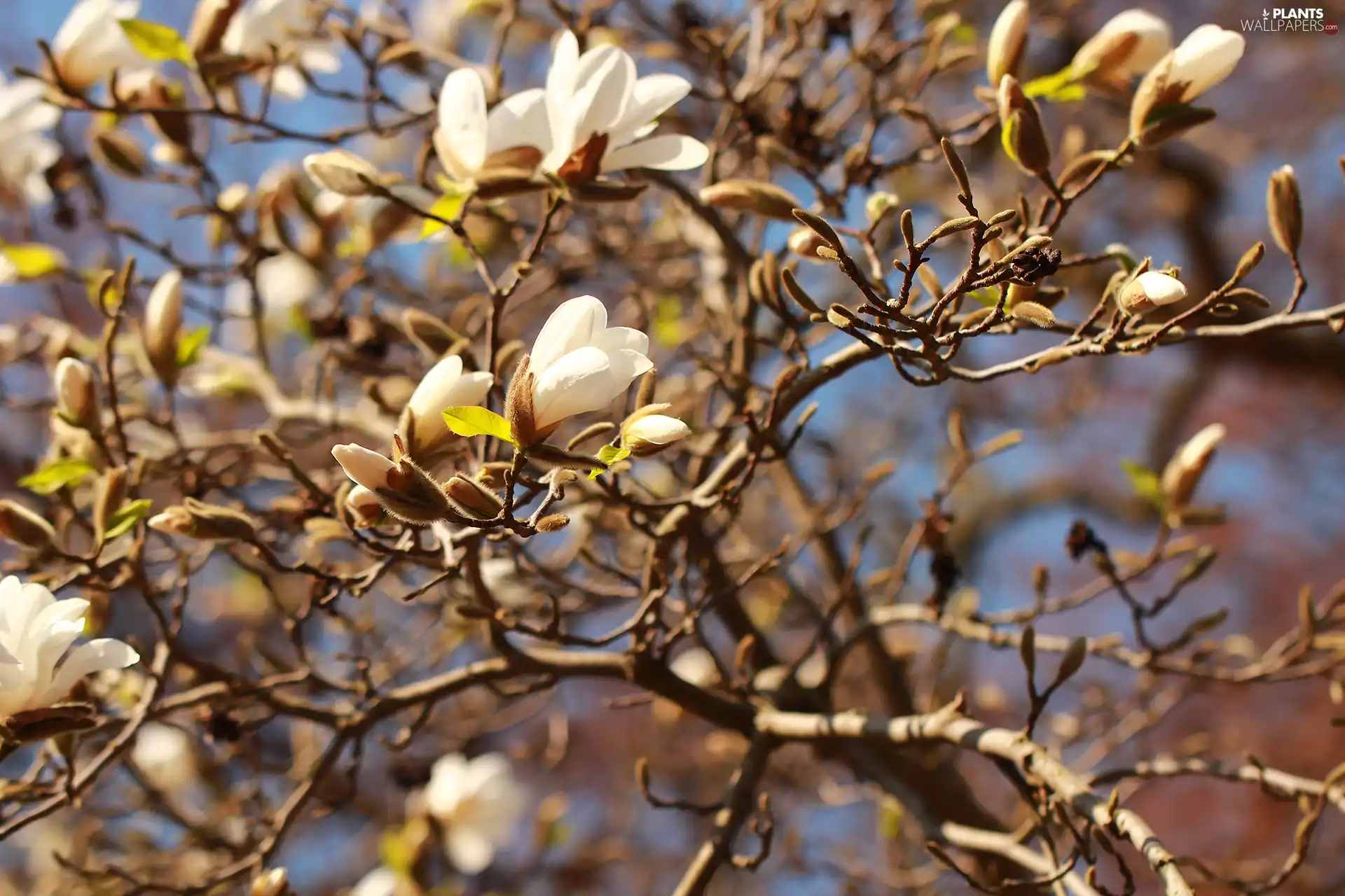 Flowers, Magnolia, White