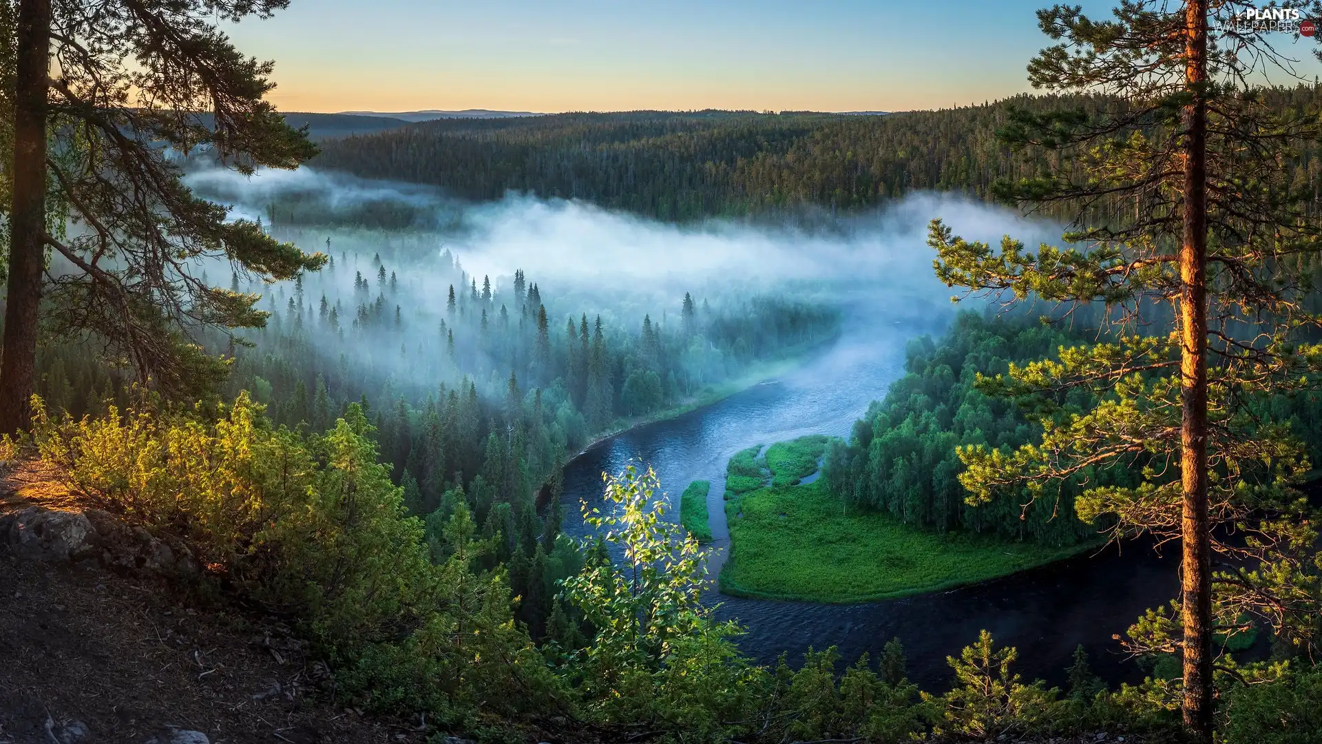 Fog, trees, Finland, viewes, Kuusamo Municipality, Kitkajoki River, forest, pine