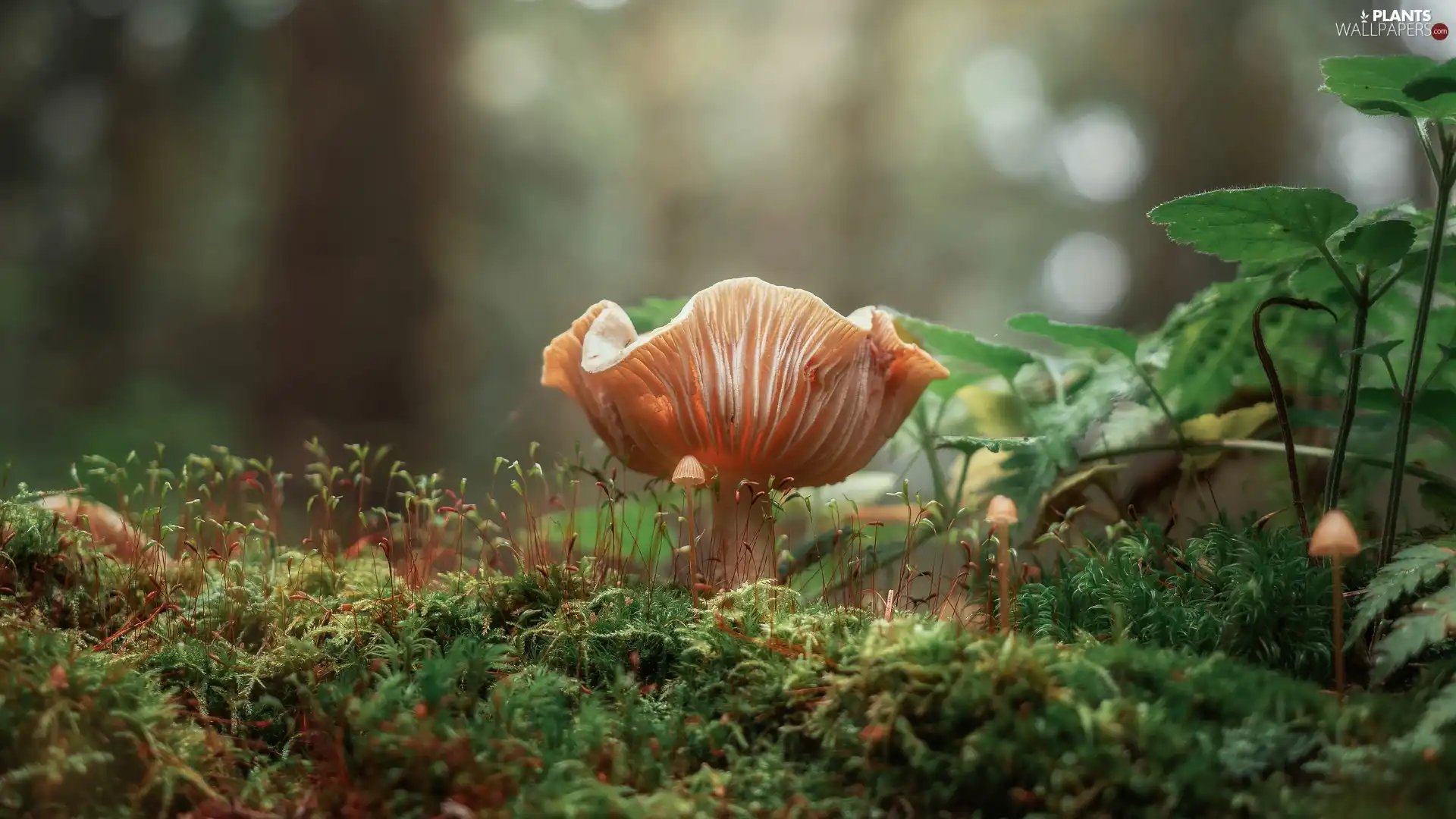 forest, Mushrooms, Moss