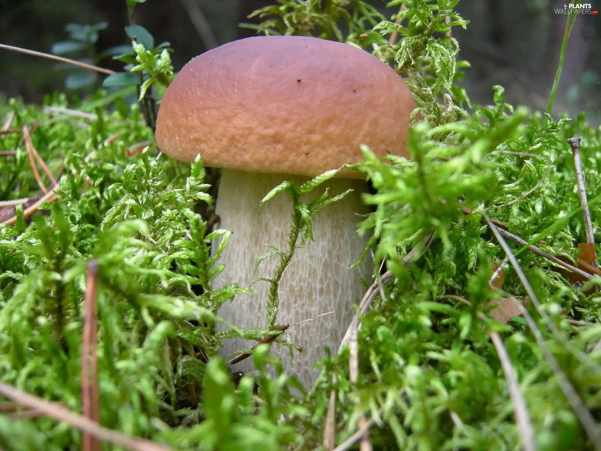 Real mushroom, fleece, forester, mosses