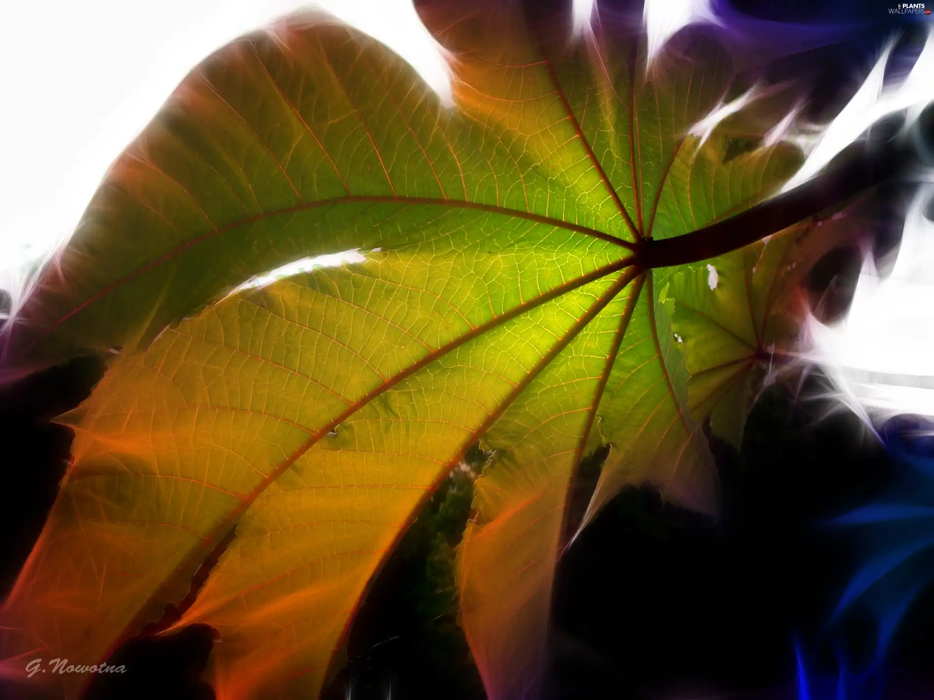 leaf, Fractalius