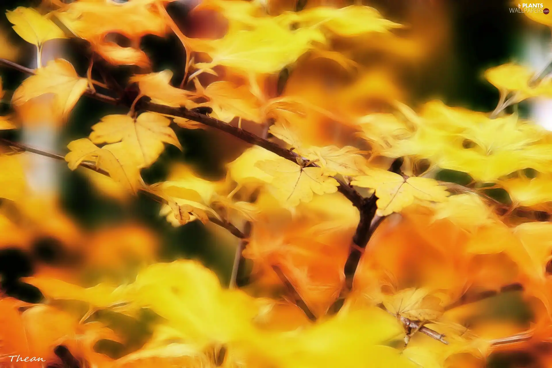 Yellow, Leaf, Fractalius, Autumn
