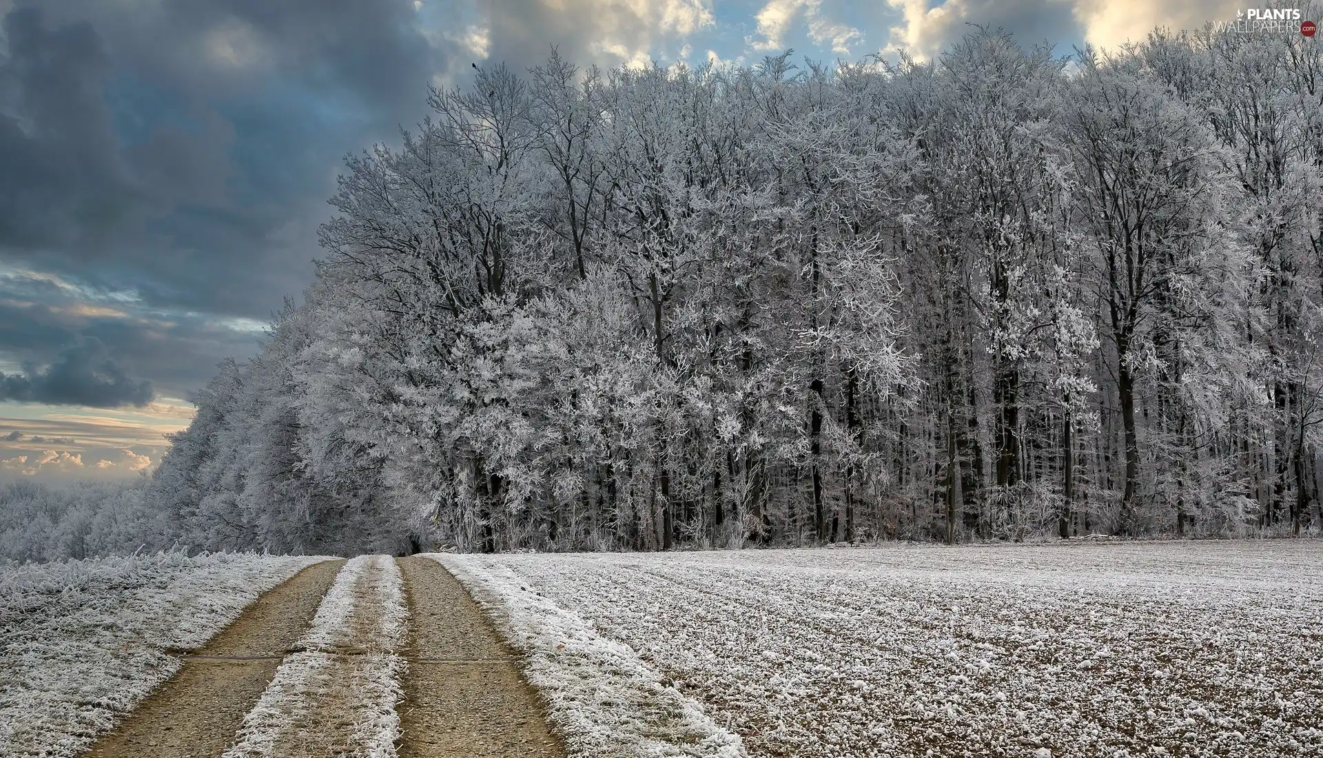 viewes, forest, Way, trees, winter, Field, White frost