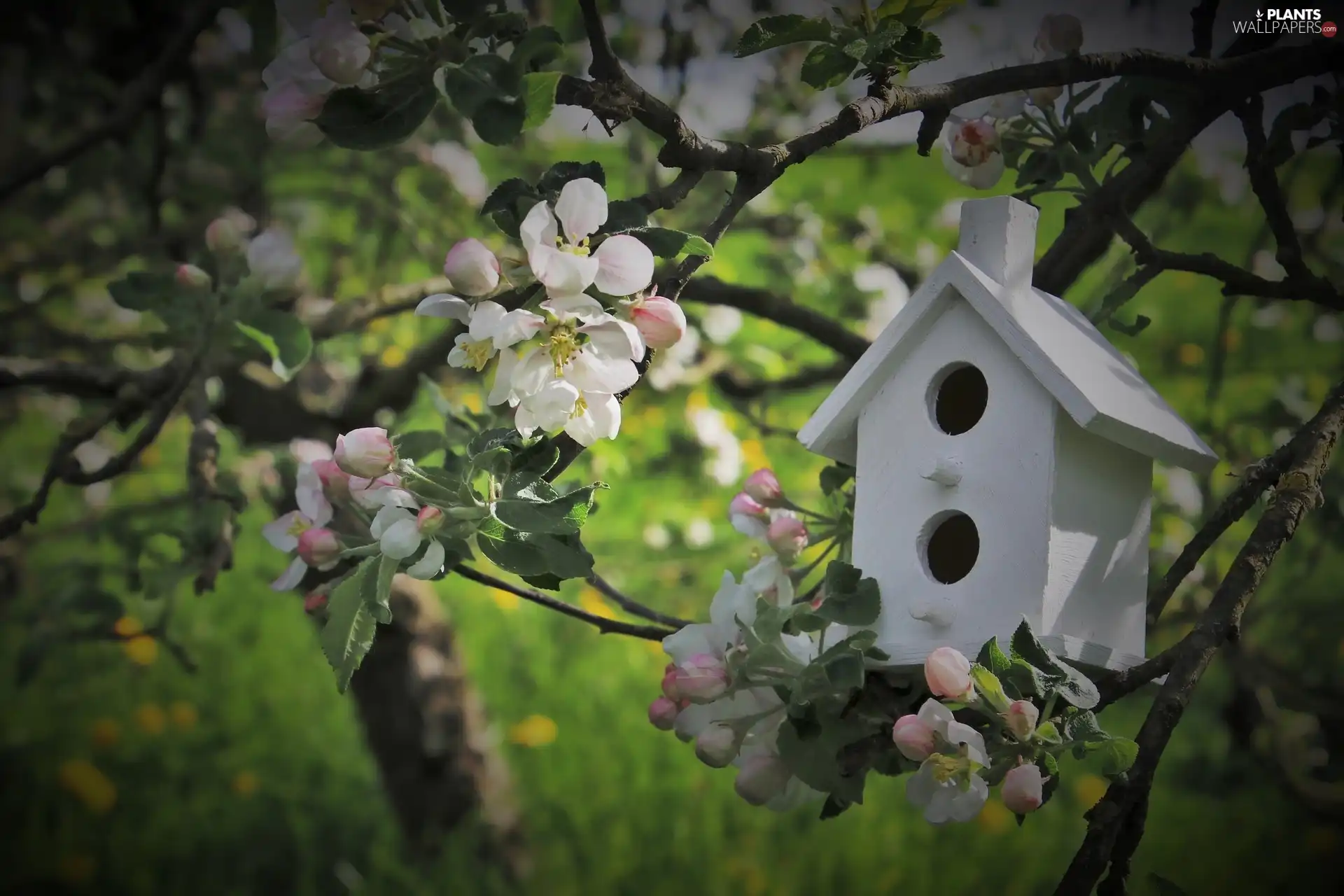 Flowers, Nesting Box, Fruit Tree, White, Twigs
