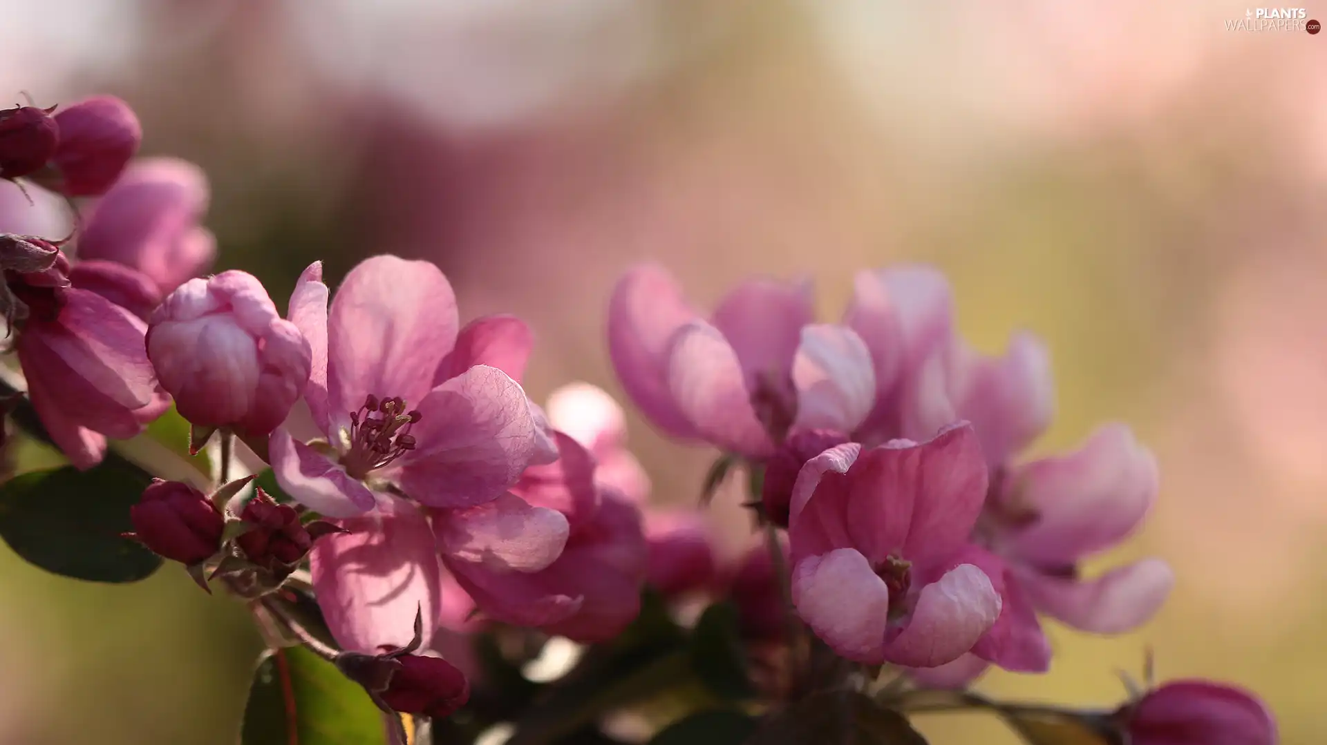 Pink, apple-tree, Fruit Tree, Flowers