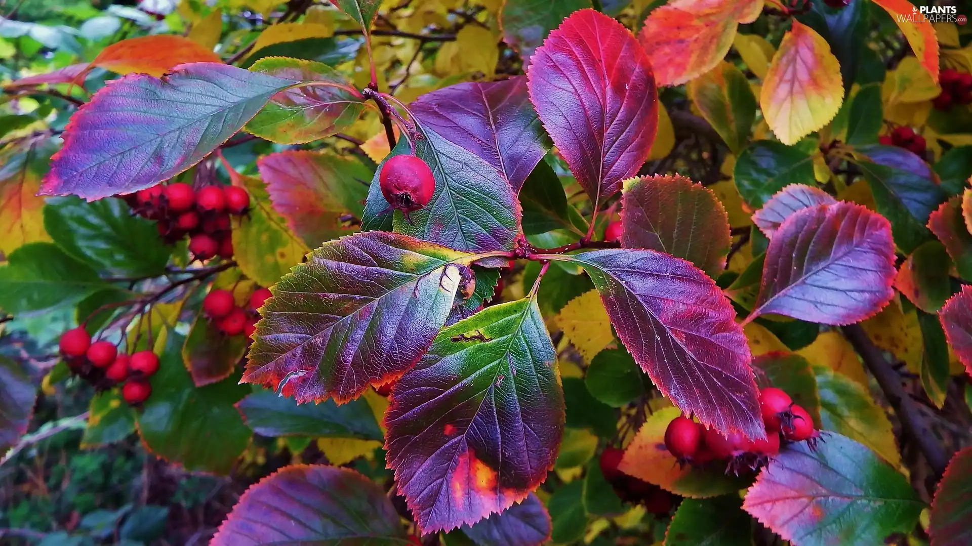 haw, Colorful Leaves, Fruits