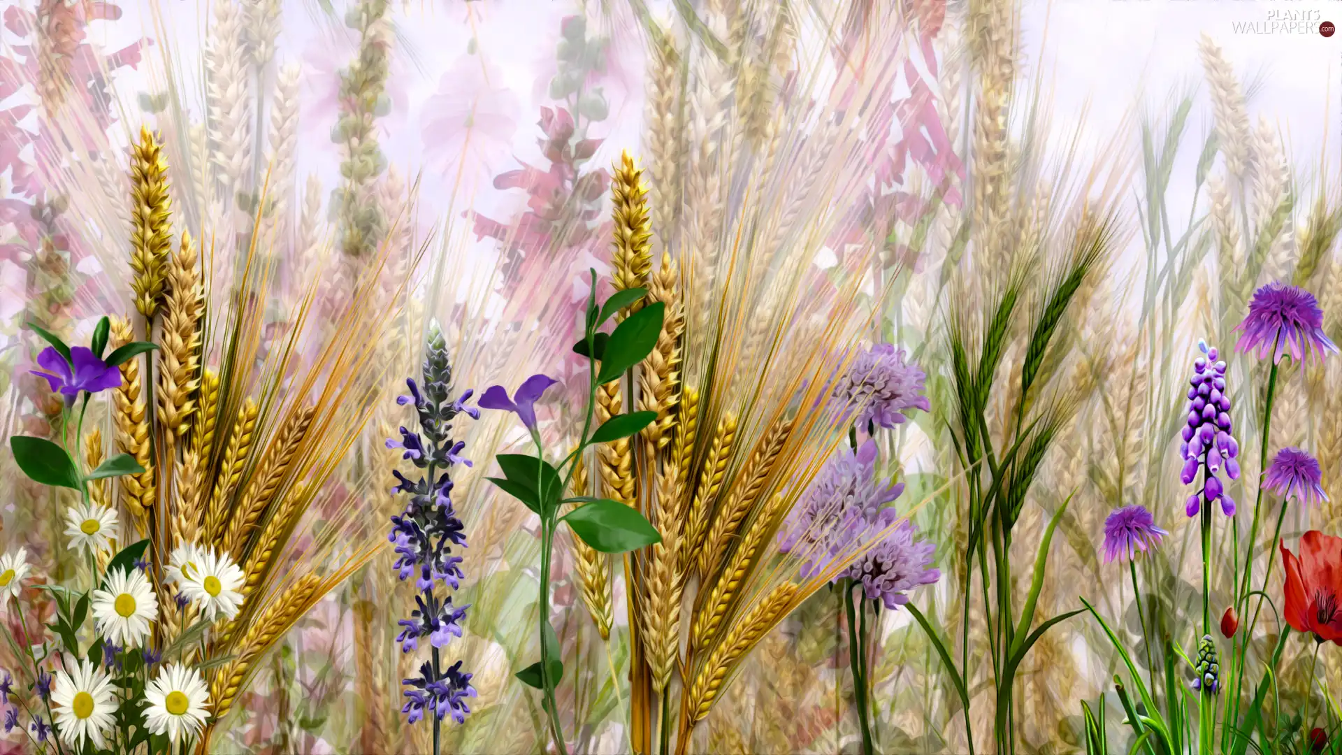 graphics, corn, Flowers