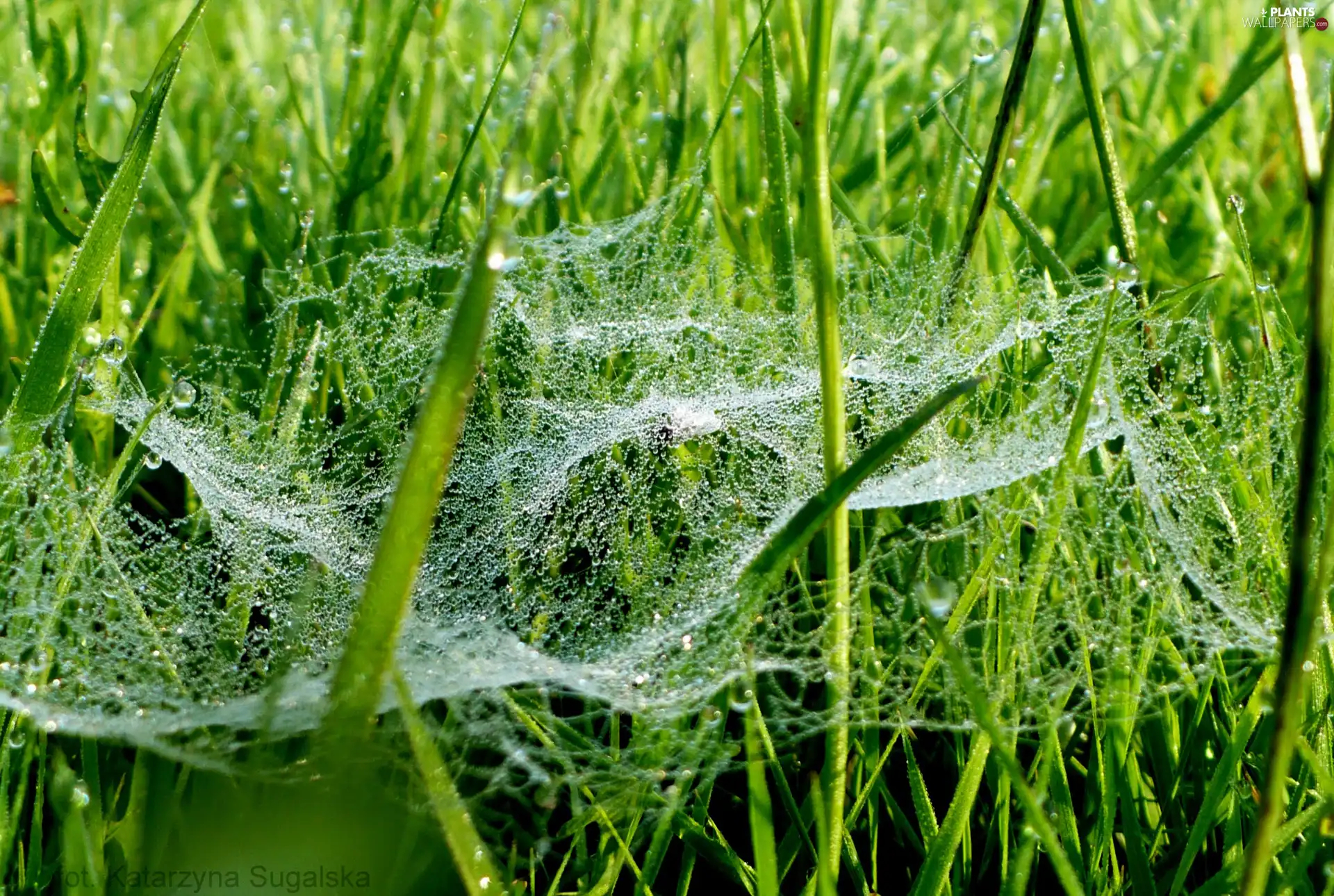 drops, Web, grass, Rosy