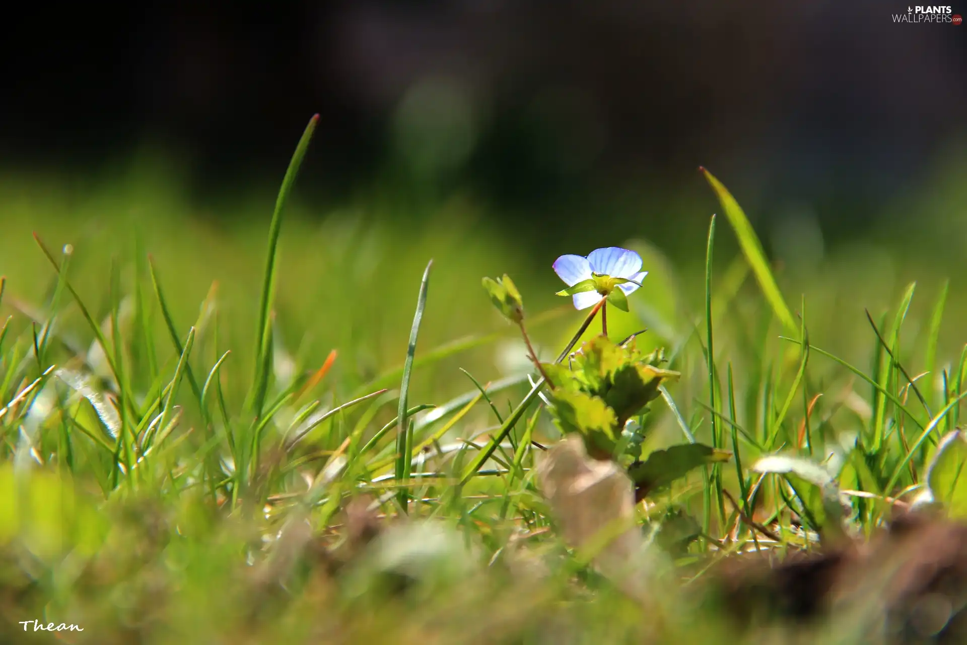 grass, Spring, blue, Flower, Little