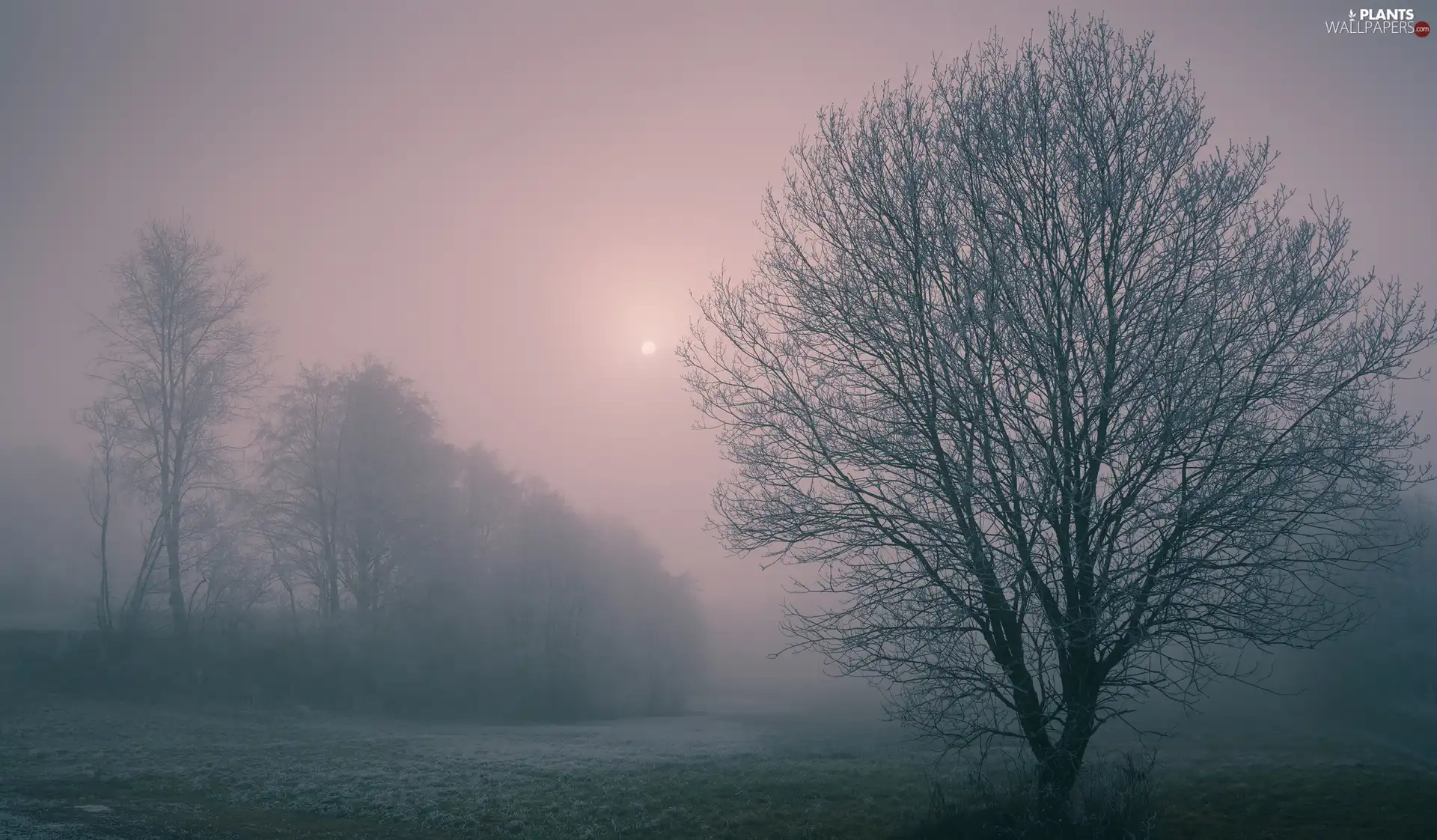 viewes, Fog, frosted, grass, Sunrise, trees
