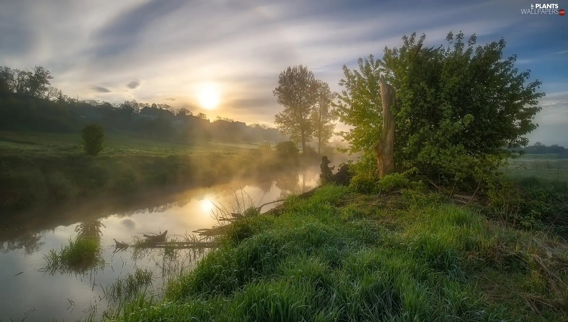 Sunrise, grass, trees, viewes, River