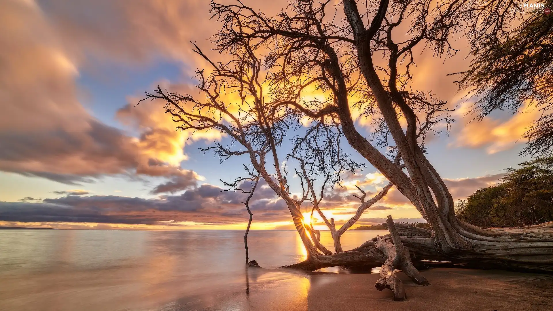 Great Sunsets, clouds, sea, trees, Coast