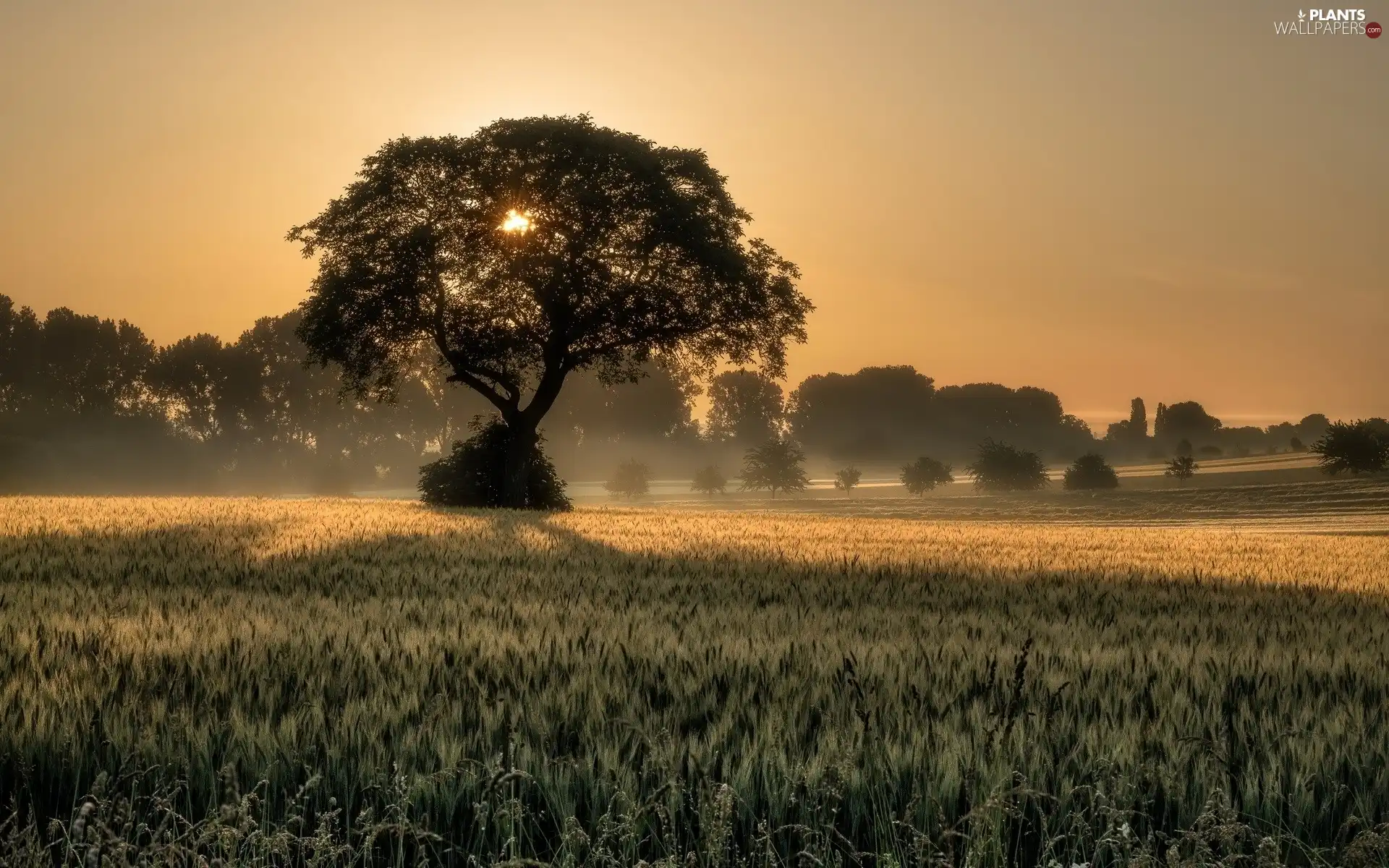 trees, viewes, Field, Great Sunsets, corn