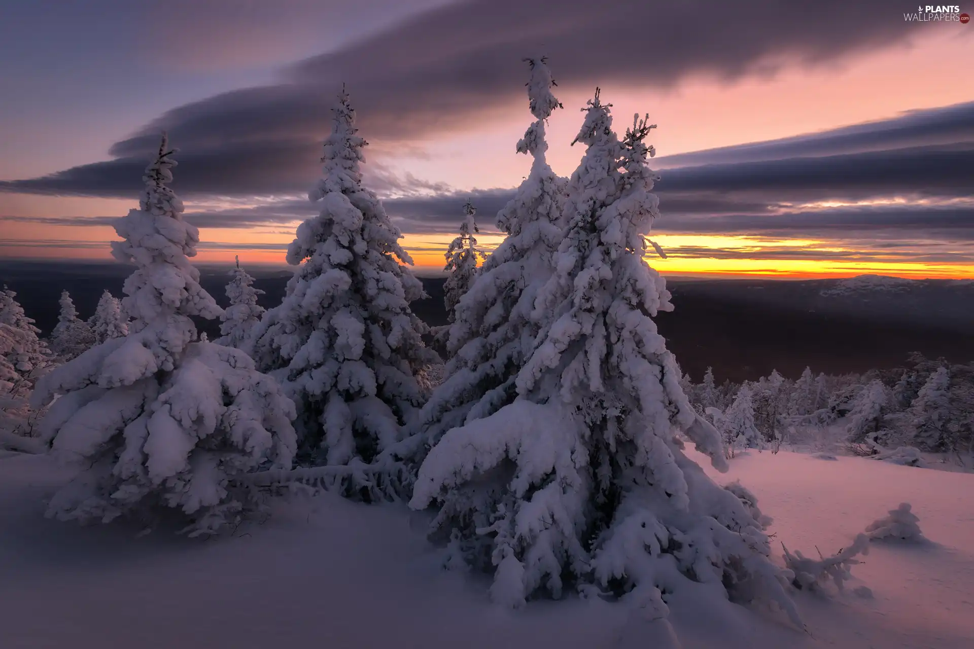 trees, winter, Spruces, Great Sunsets, viewes, snowy