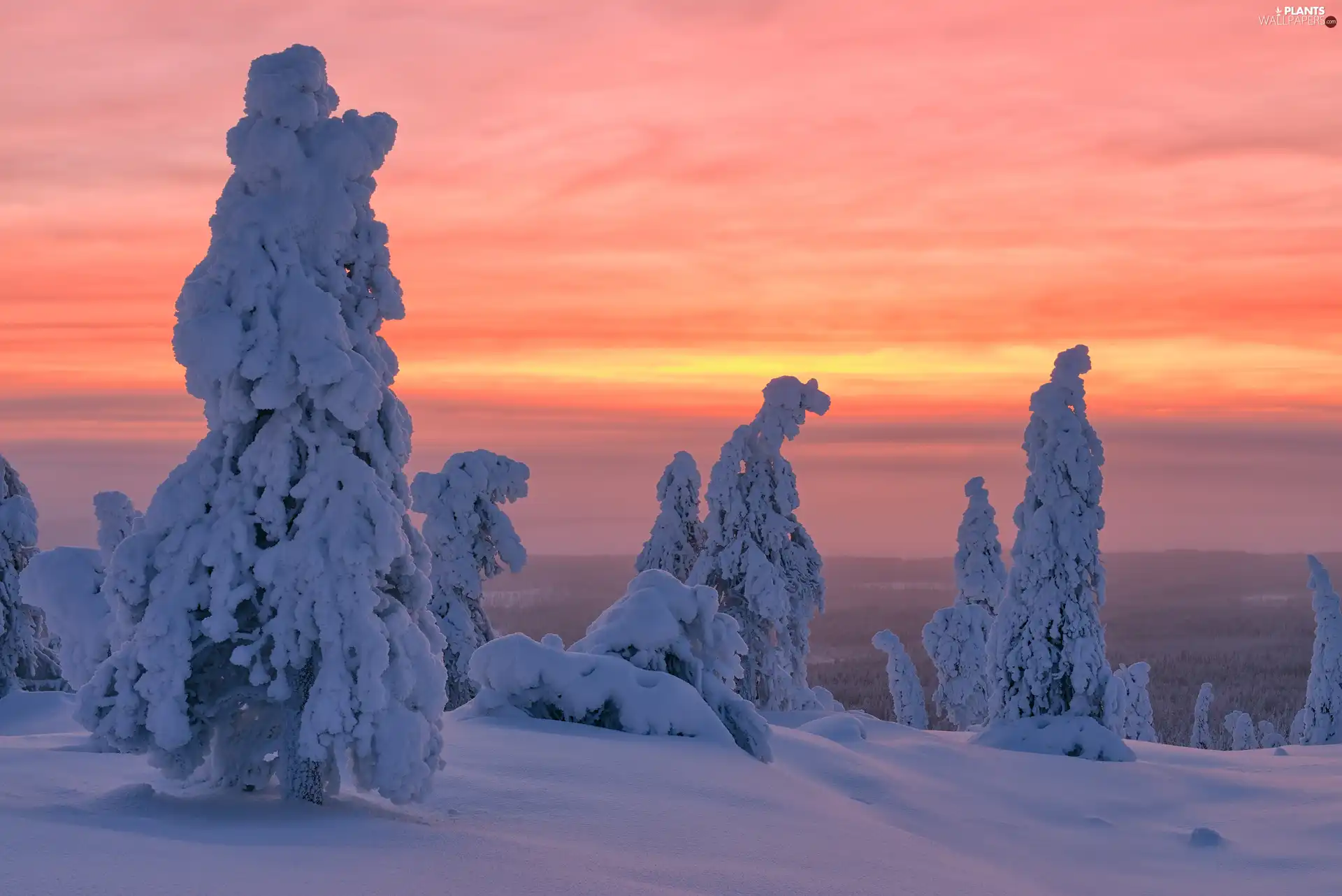 snowy, winter, viewes, Great Sunsets, trees, snow
