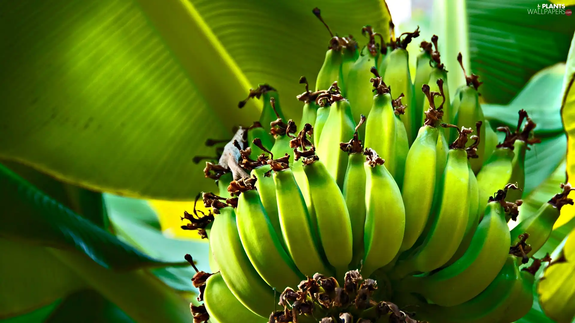 bananas, Leaf, green ones