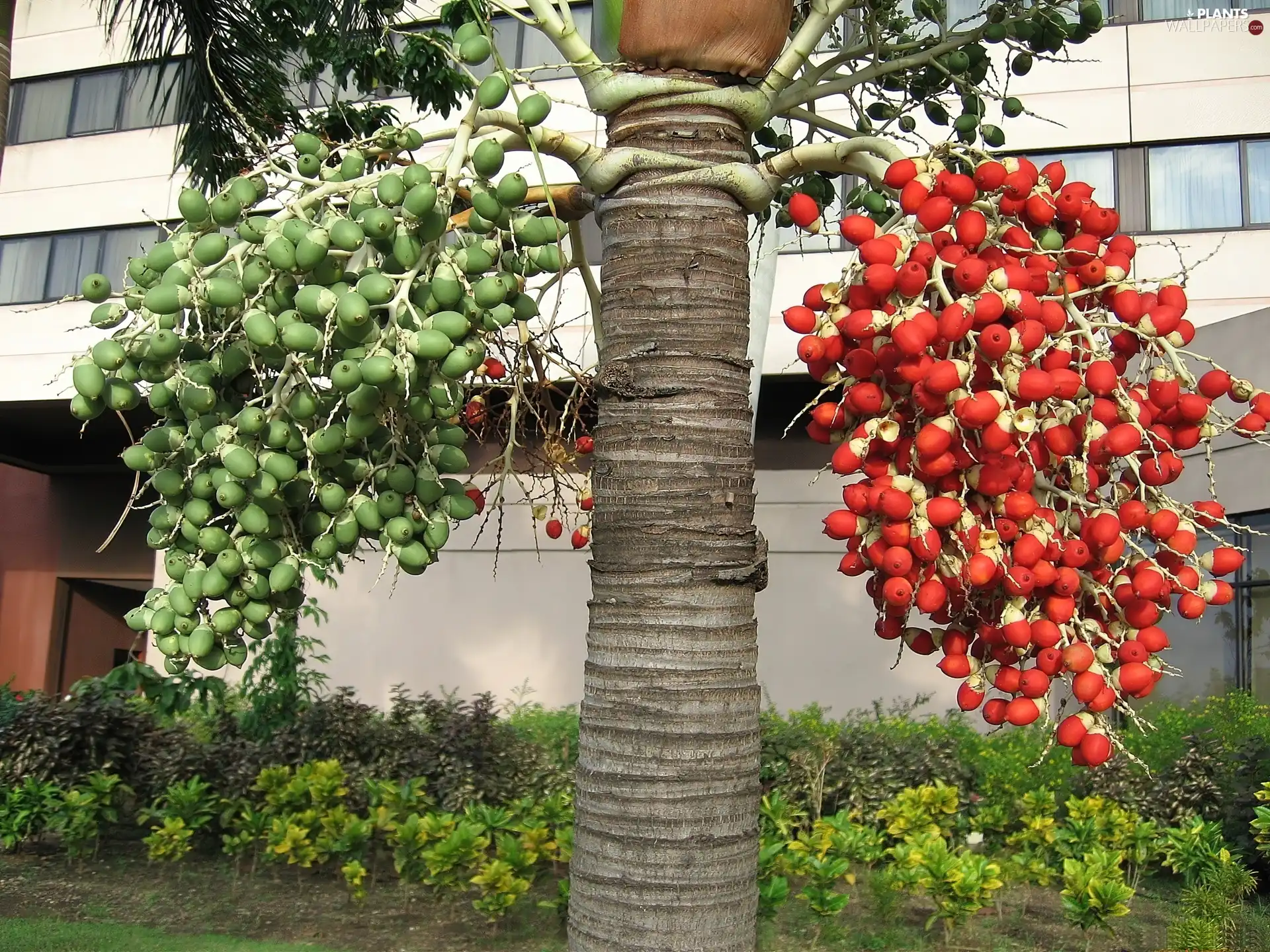 green ones, Fruits, exotic, Red, trees