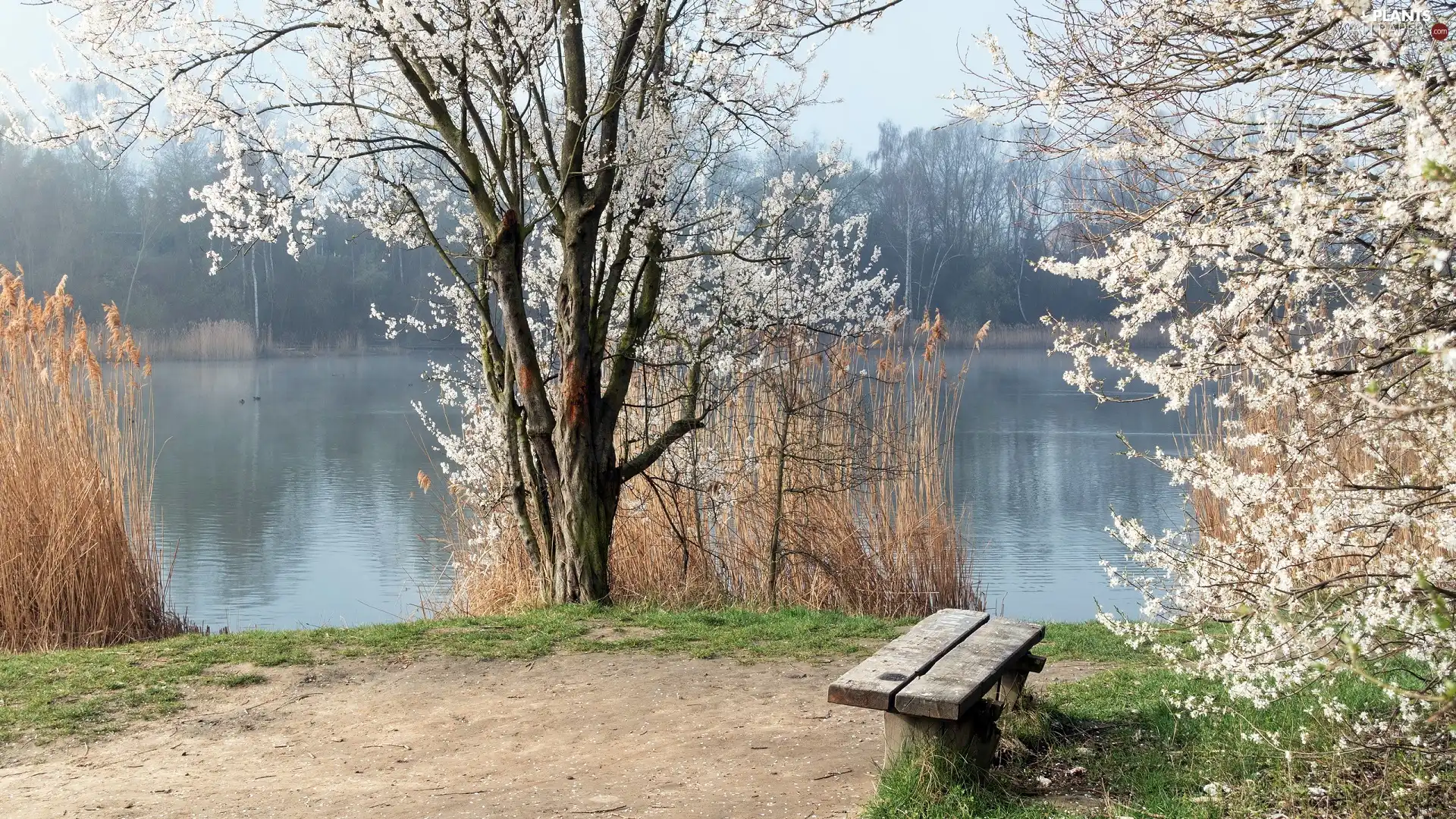 flourishing, trees, Bench, viewes, grass, River, Spring, high