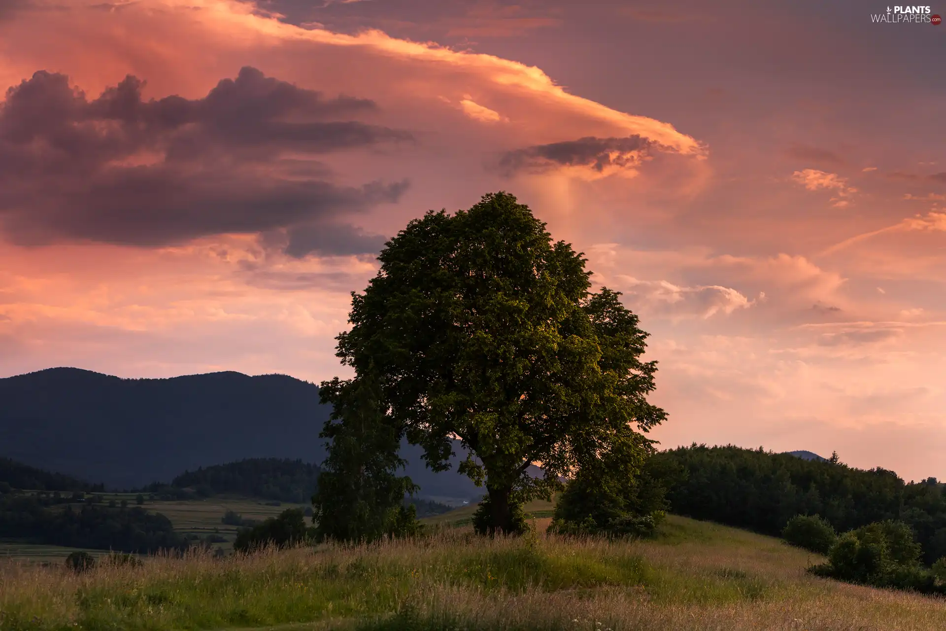trees, Sky, clouds, Hill