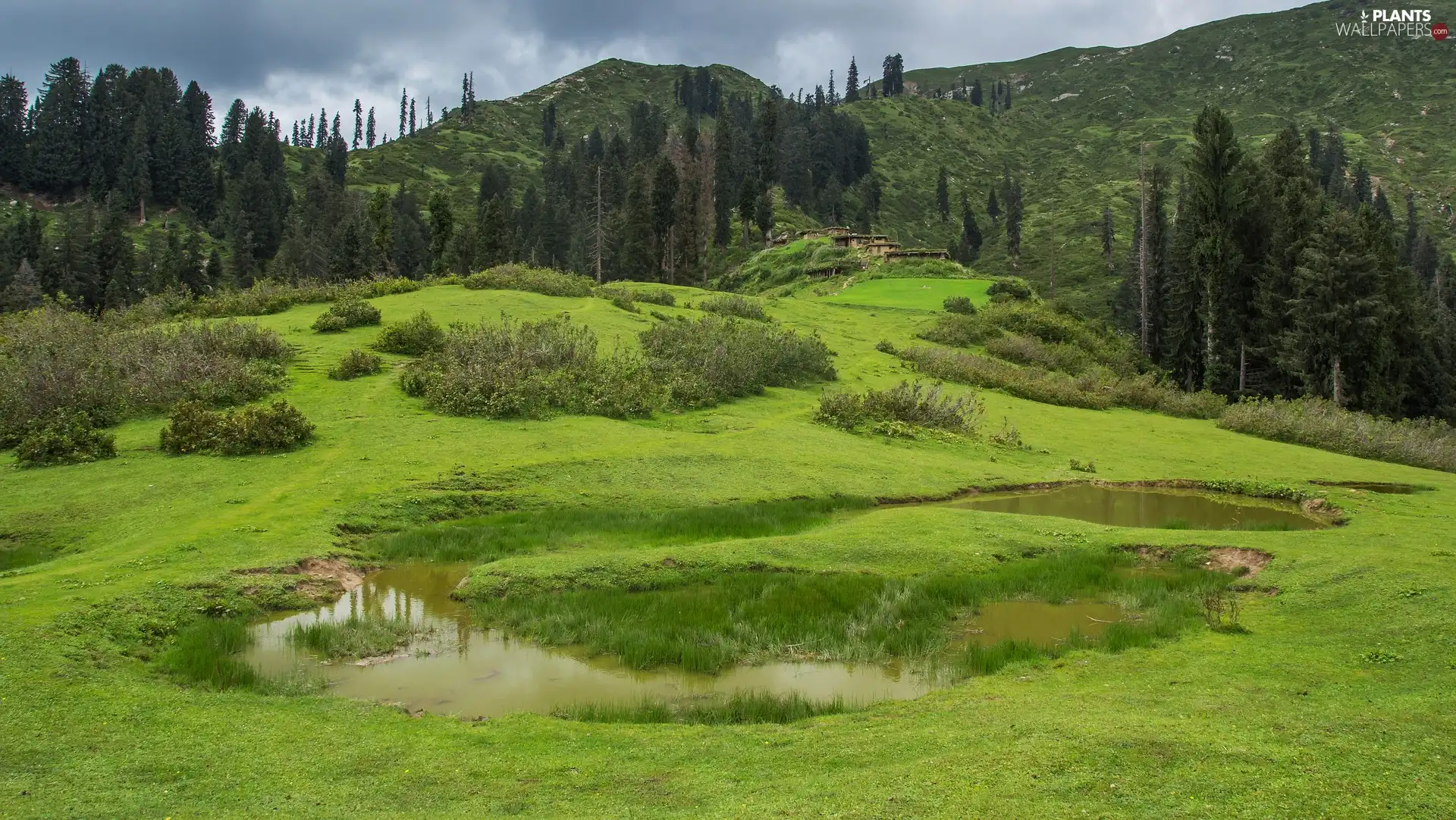 trees, Pond - car, green, car in the meadow, The Hills, viewes, VEGETATION