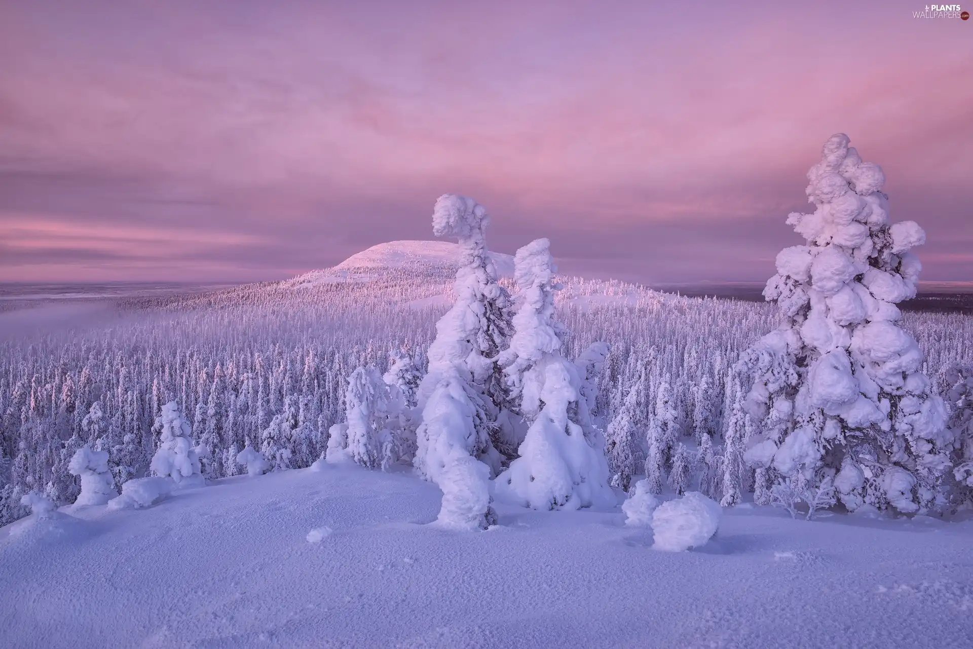 trees, winter, The Hills, Finland, viewes, snowy
