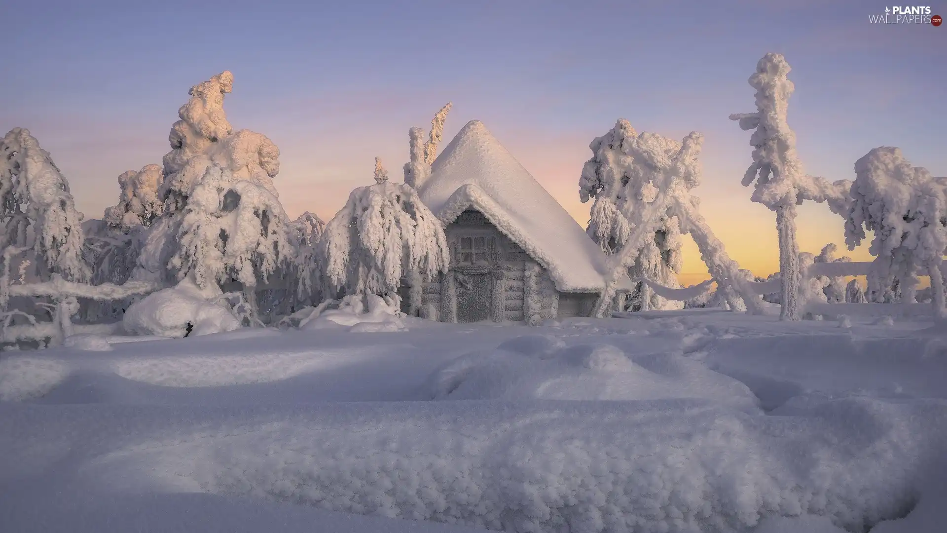 trees, snowy, drifts, house, winter, viewes, snow