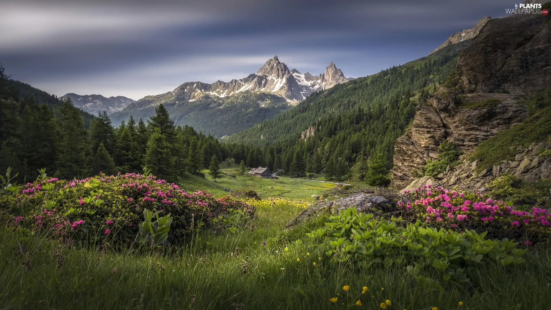 woods, Valley, trees, Meadow, viewes, Mountains, house, Rhododendron, Rocks, green ones