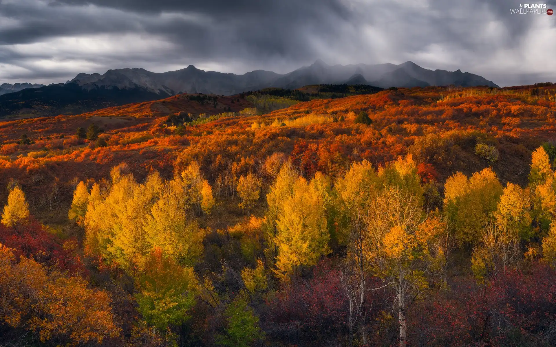 trees, forest, autumn, illuminated, Mountains, viewes, clouds