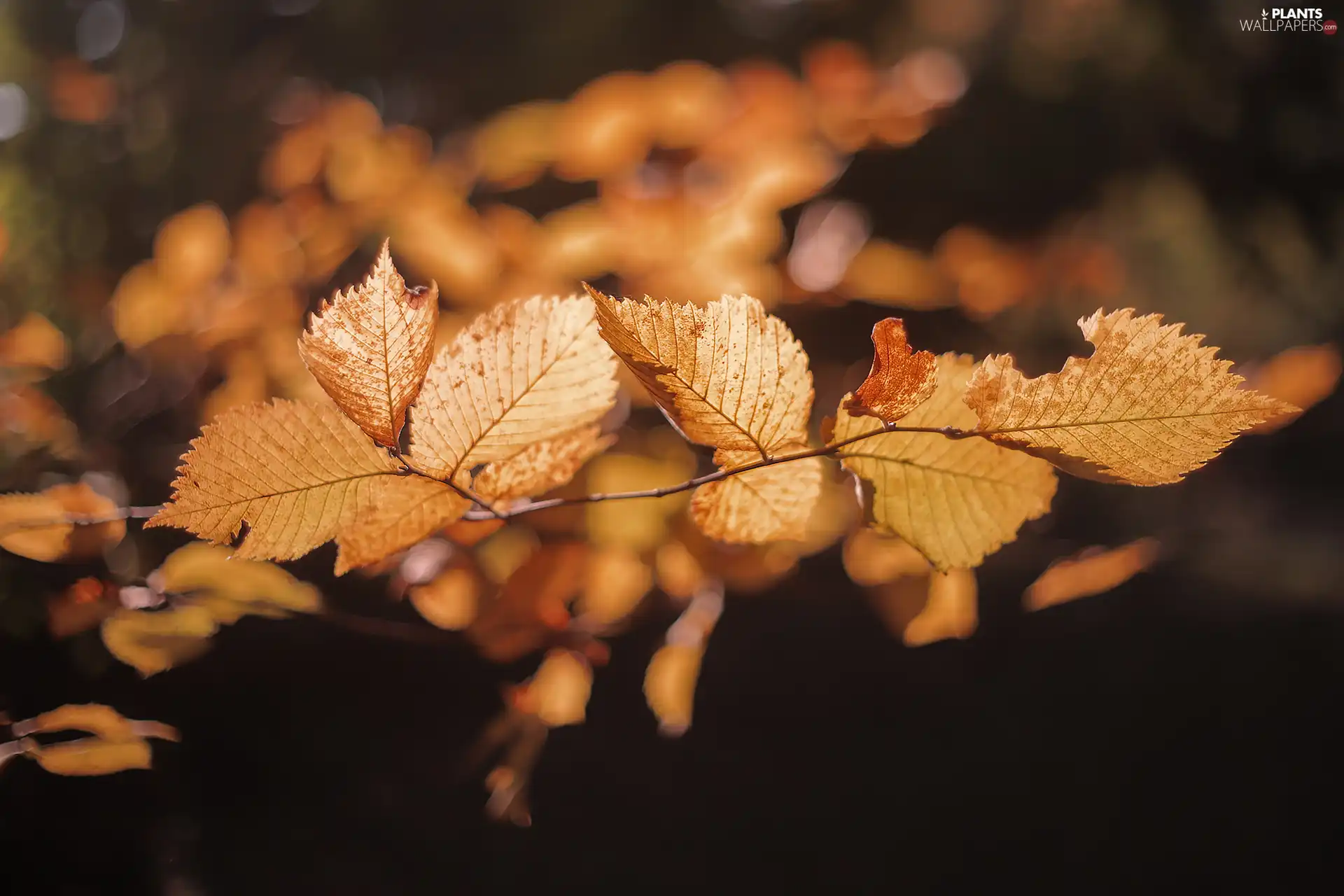 Autumn, Leaf, twig, illuminated