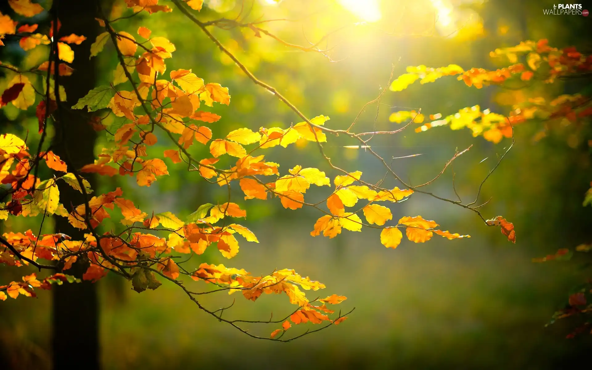 Leaf, illuminated, branch, color, autumn