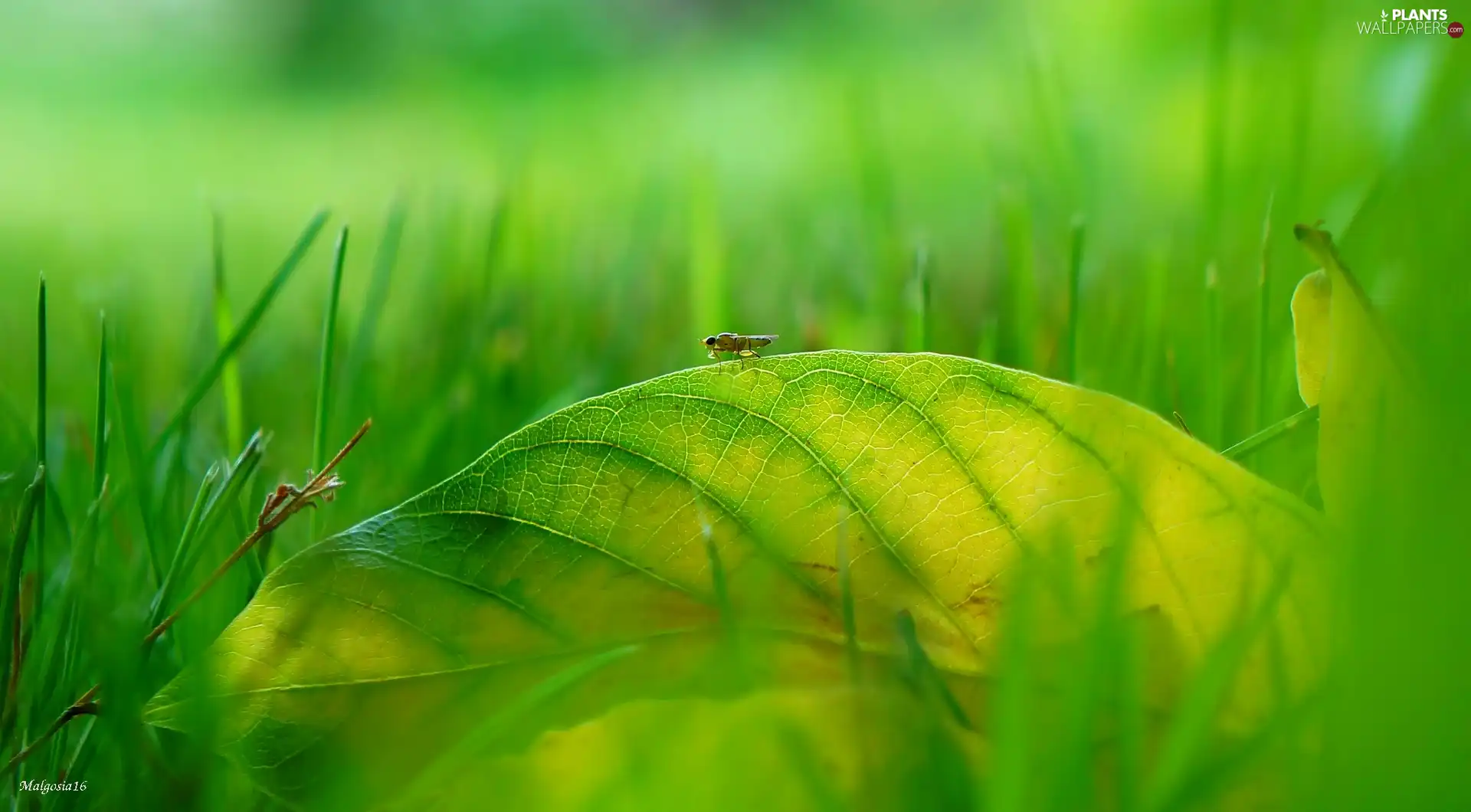 Insect, leaf, grass