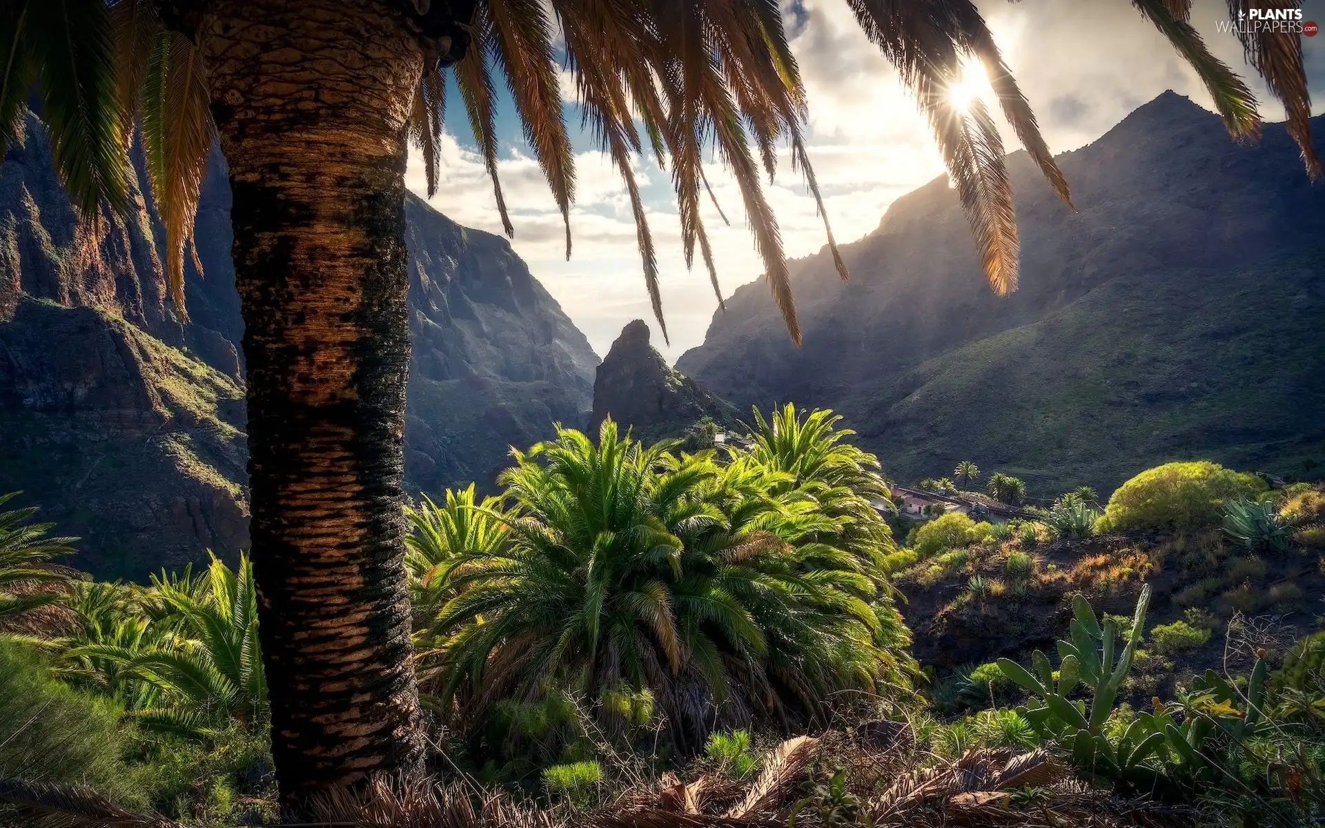 Palms, light breaking through sky, Canary Islands, VEGETATION, Mountains, Tenerife, Spain