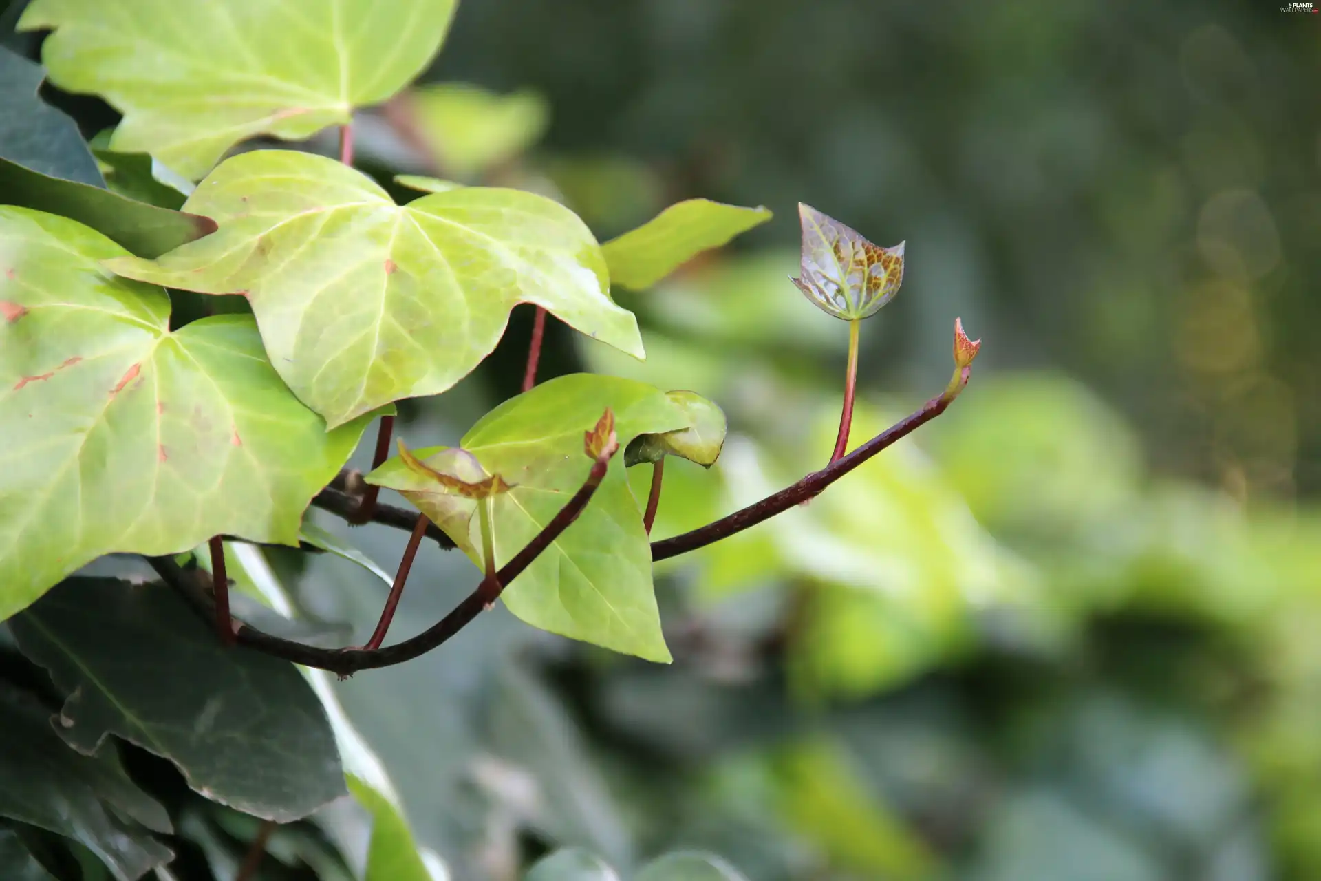 Leaf, ivy