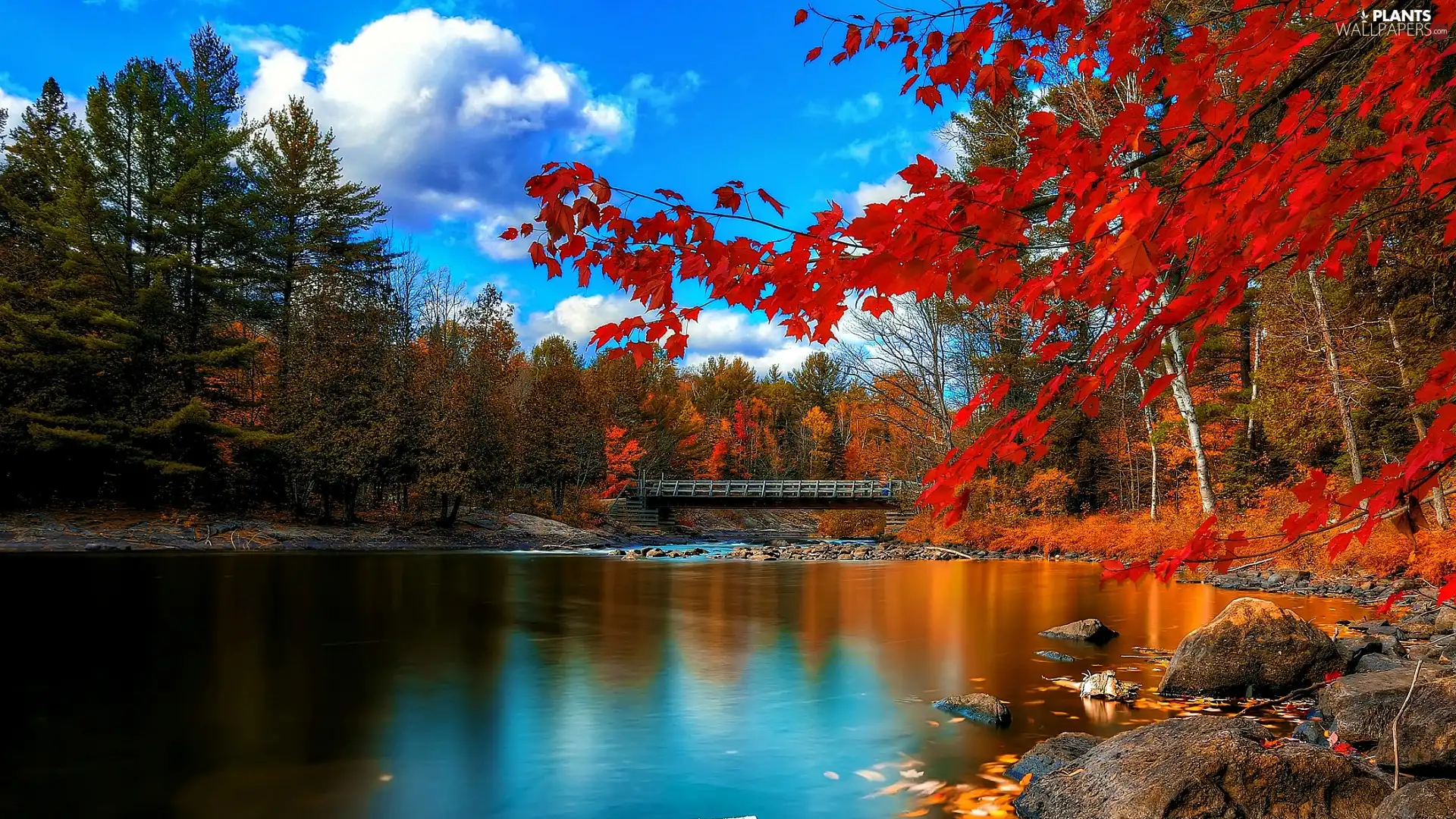 color, viewes, lake, trees