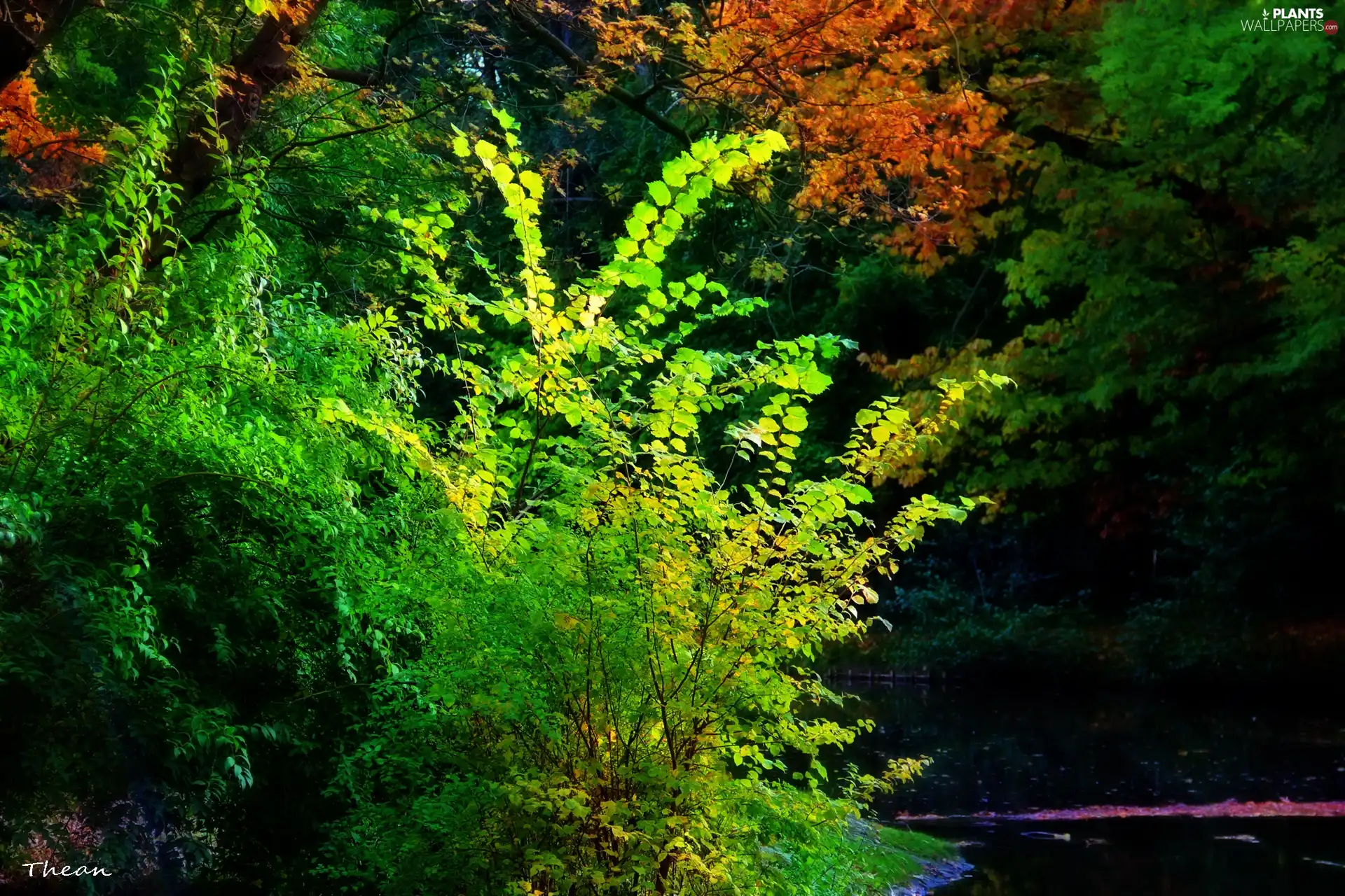 trees, color, lake, summer, viewes, Leaf