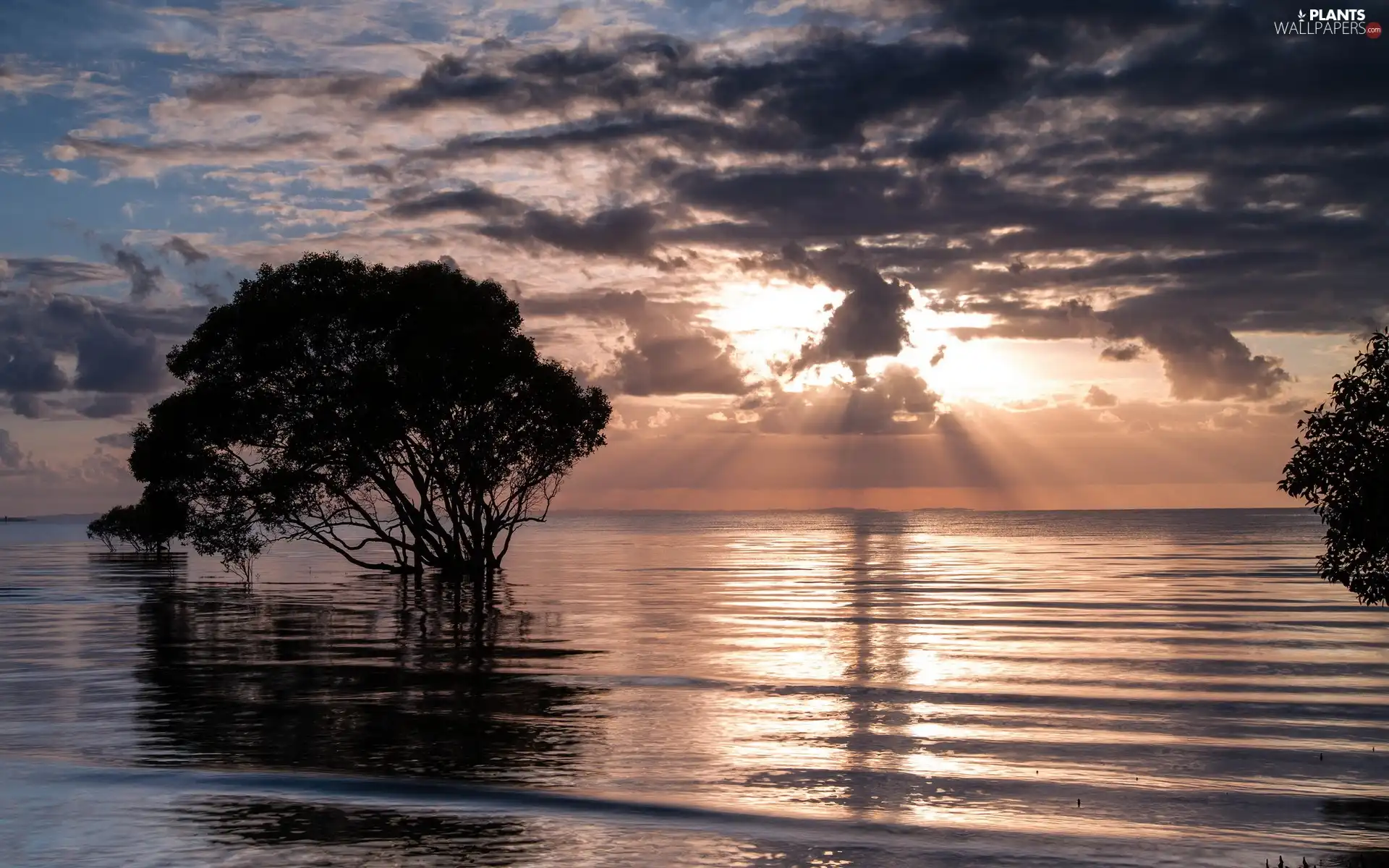trees, viewes, rays of the Sun, lake, clouds