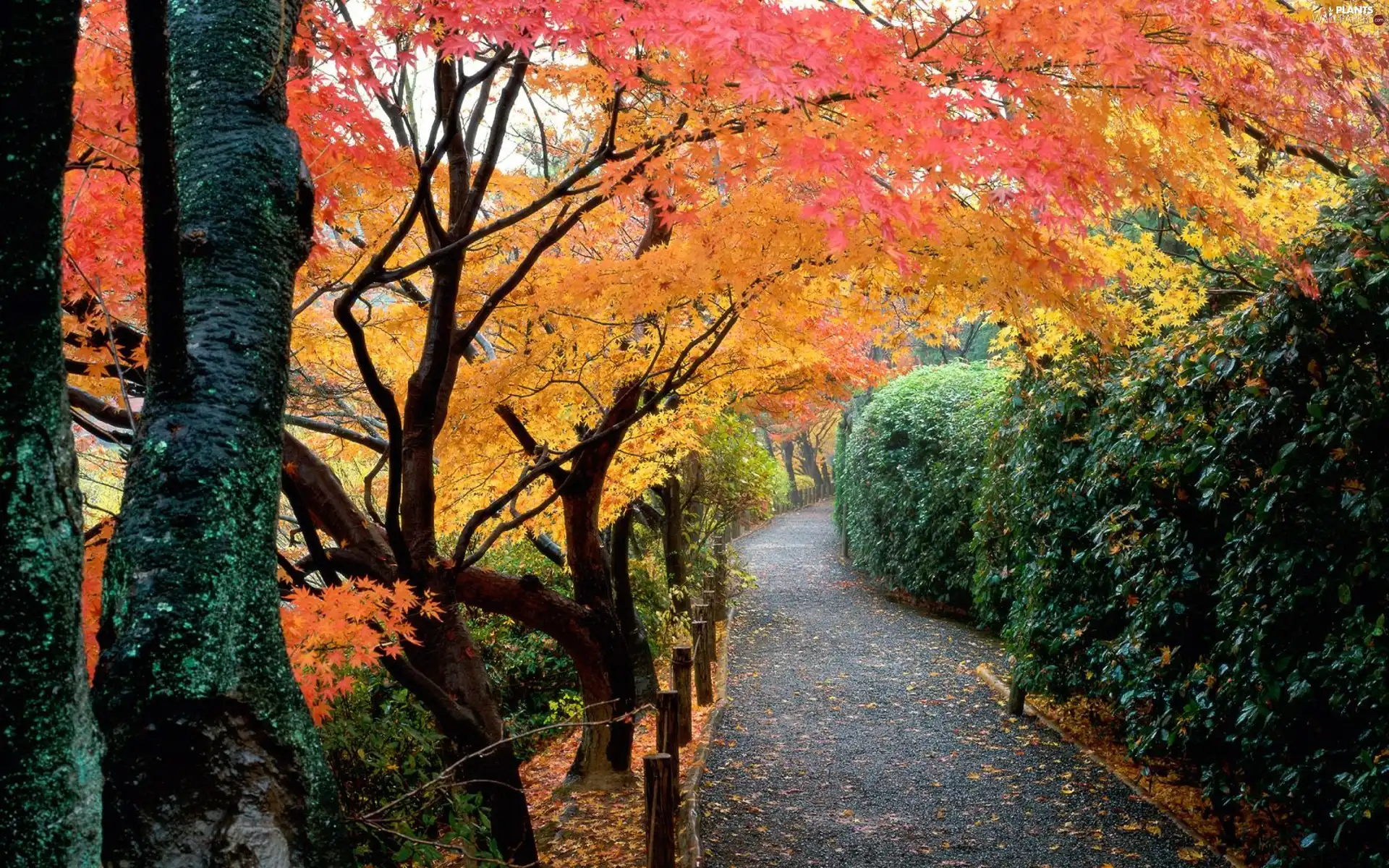 lane, autumn, trees, viewes, Park