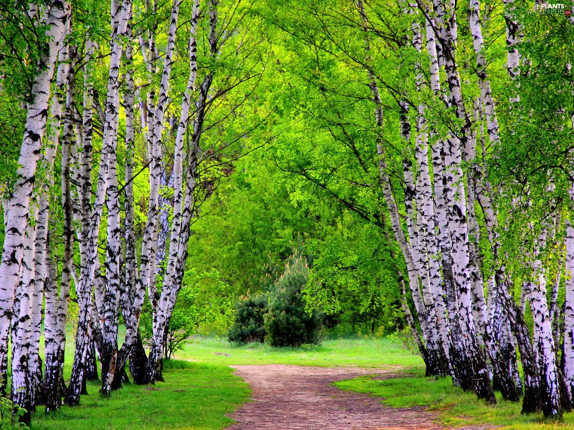 lane, birch, forest